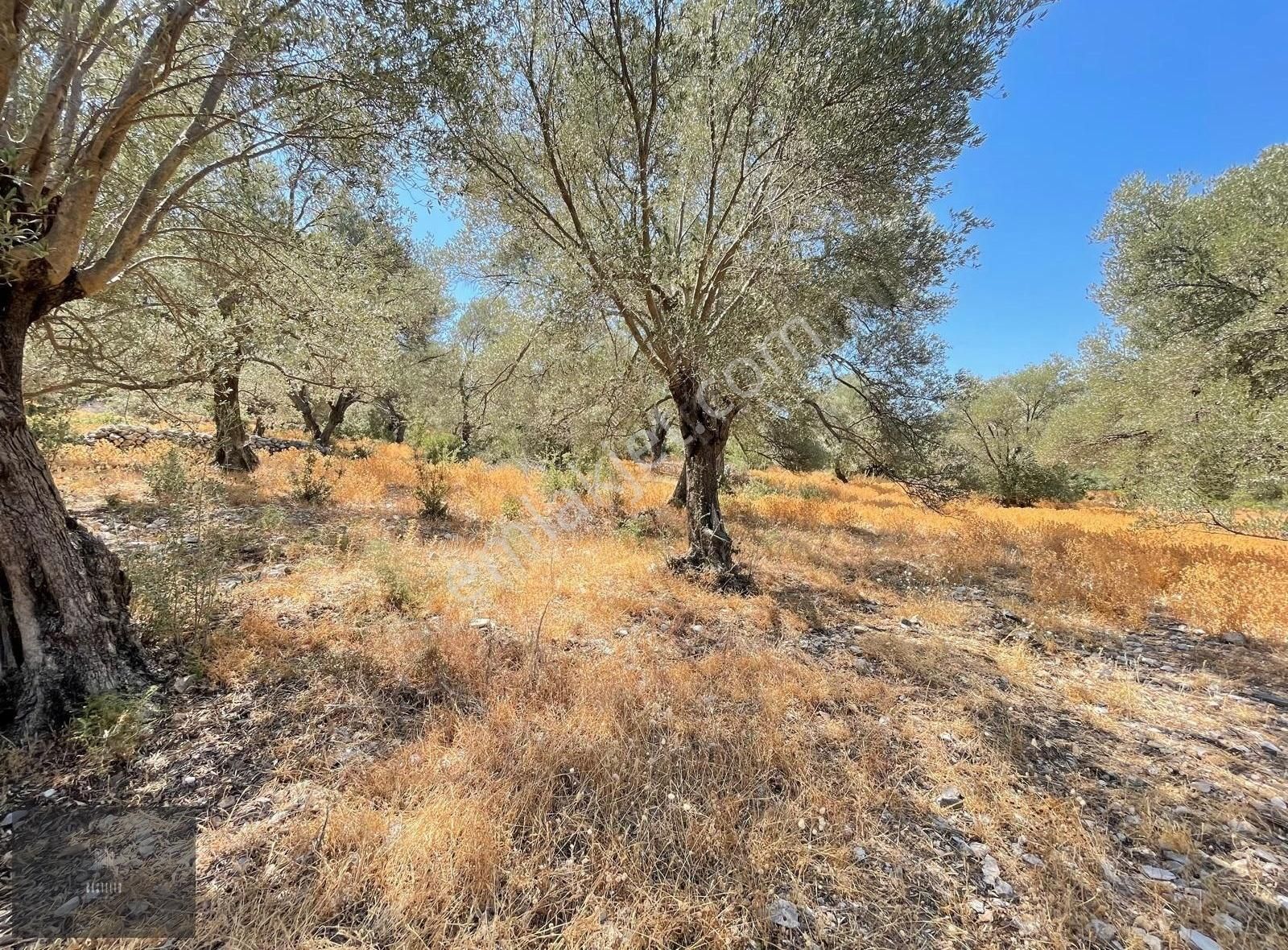 Bodrum Gölköy Satılık Zeytinlik Bodrum Gölköy'de Ana Yola Yakın Yolu Olan Satılık Arsa