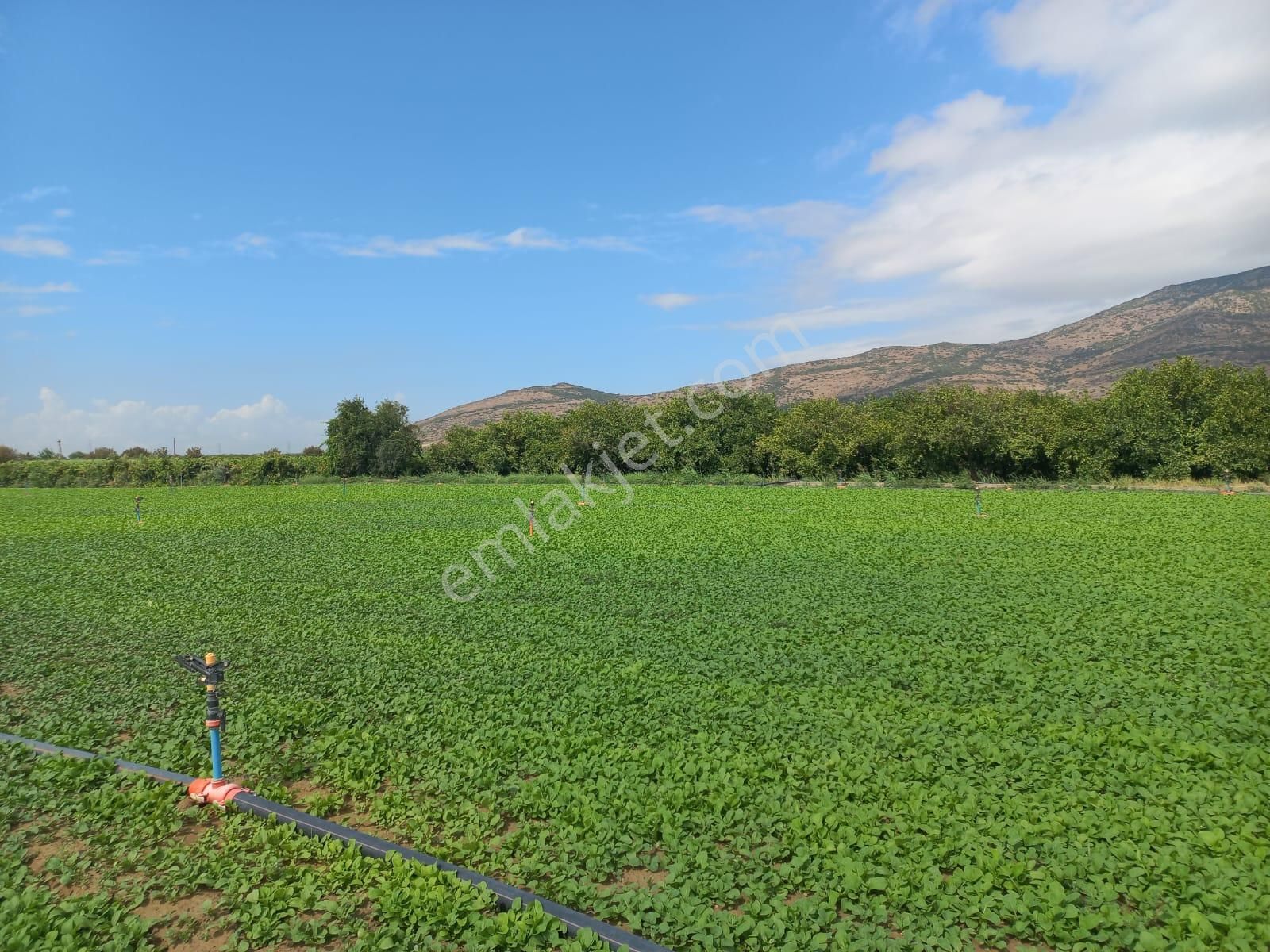 Menemen Yayla Satılık Tarla  Okkalı Emlkak tan Menemen Yayla Mah. Satılık Bahçe