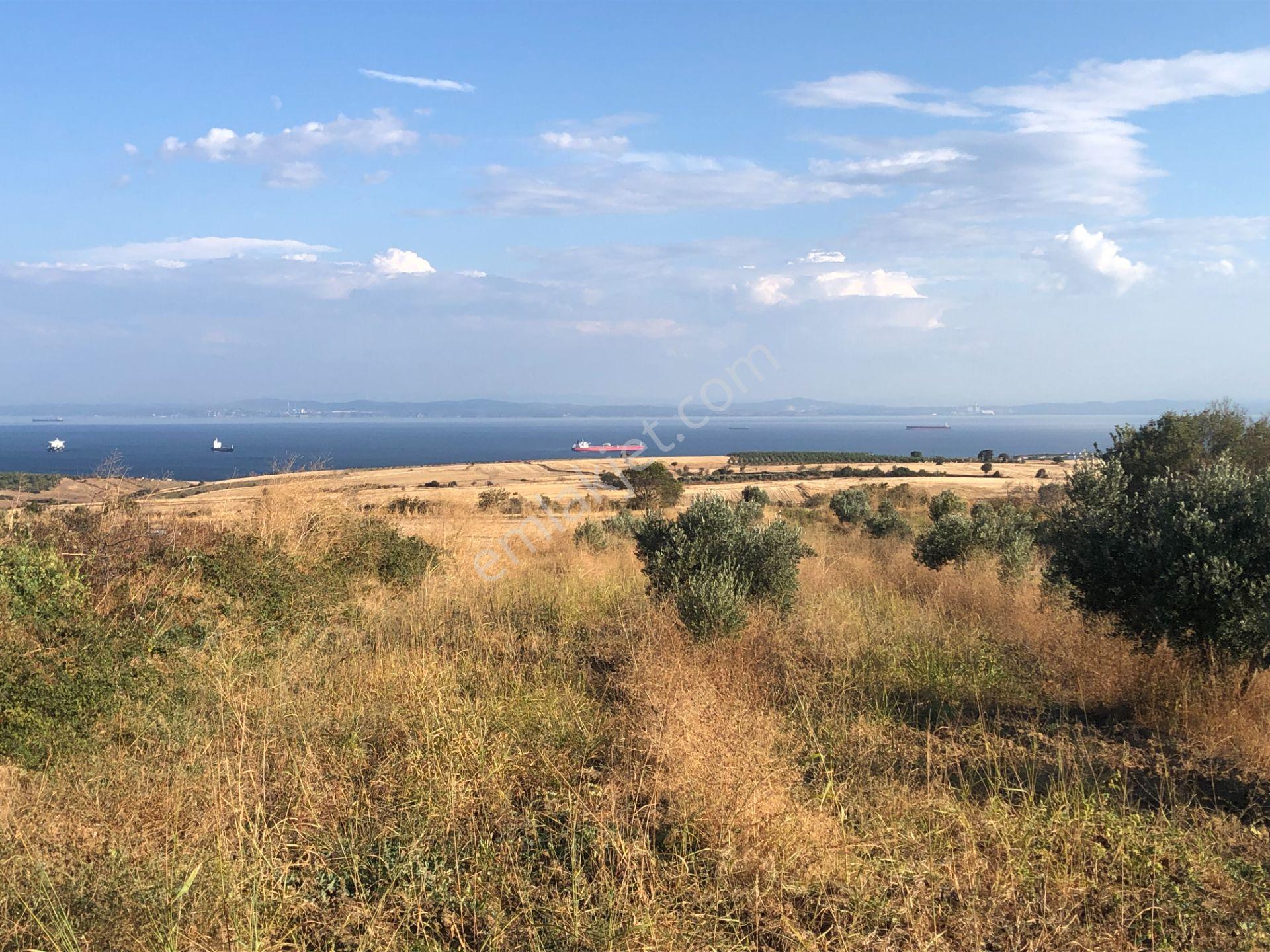 Şarköyde Işık Emlaktan Kızılcaterzi Mah De 3113 M2 Zeytinlik - Görsel 9