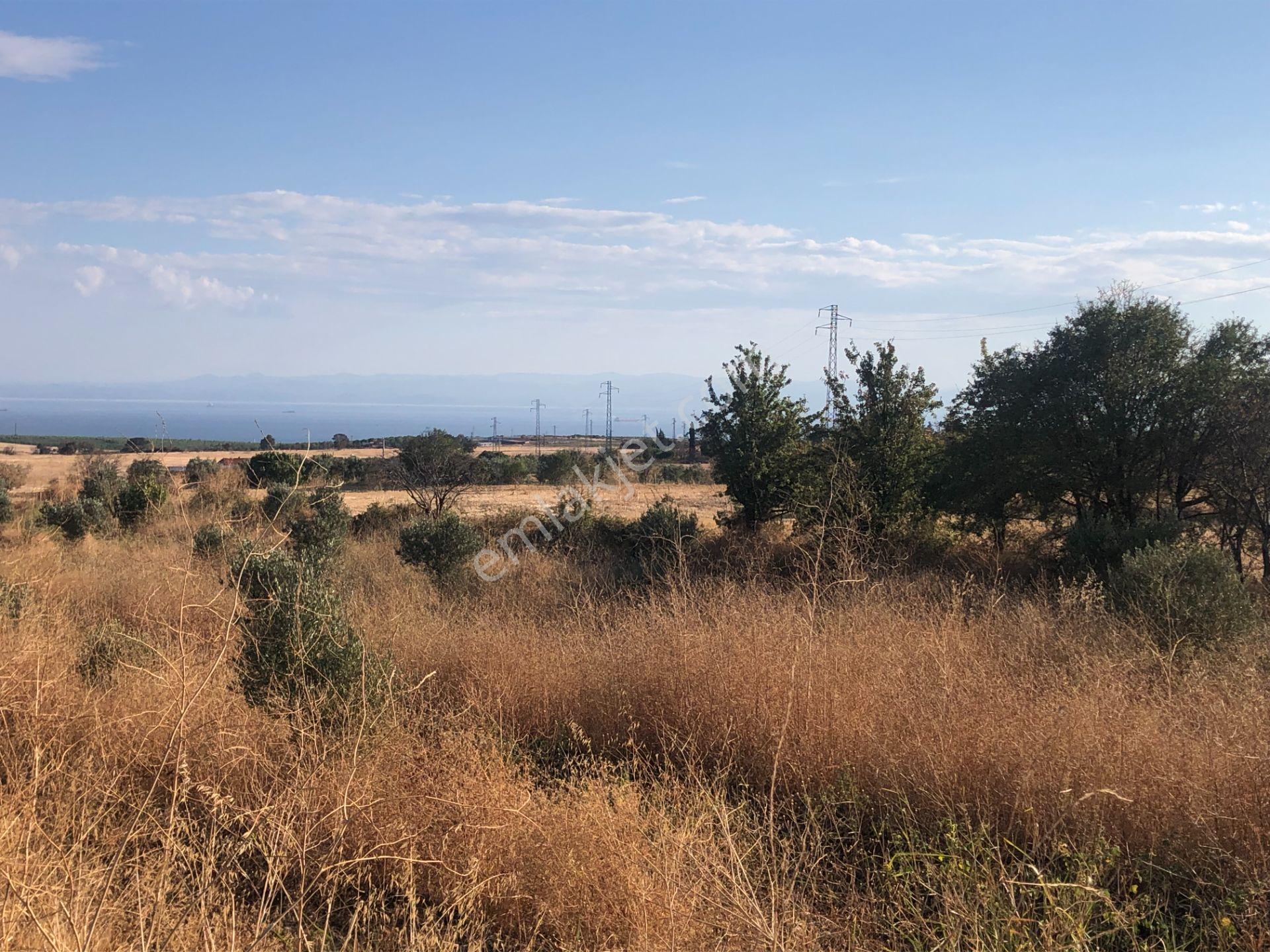 Şarköyde Işık Emlaktan Kızılcaterzi Mah De 3113 M2 Zeytinlik - Görsel 11