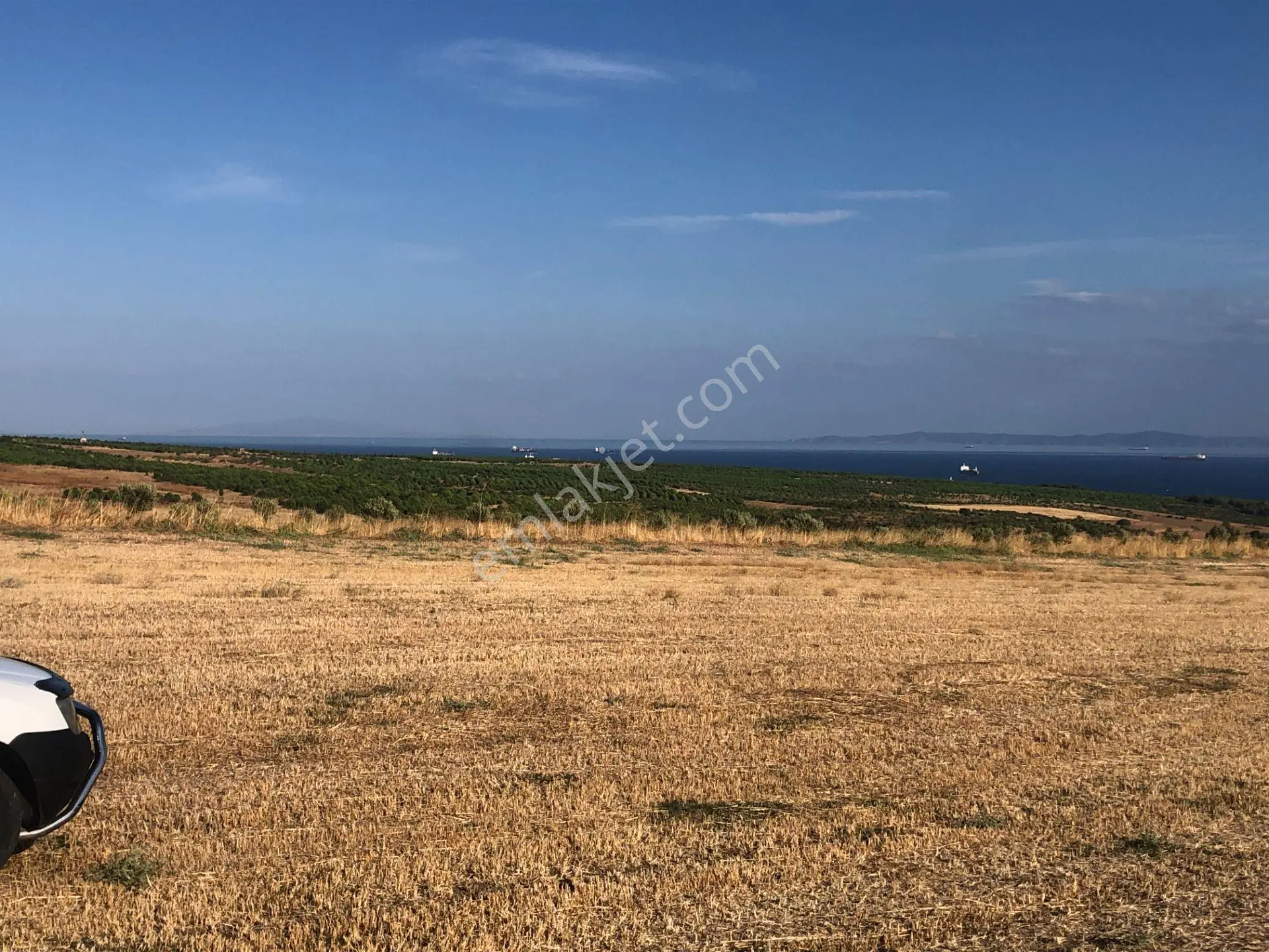 Şarköyde Işık Emlaktan Kızılcaterzi Mah De 3113 M2 Zeytinlik - Görsel 4