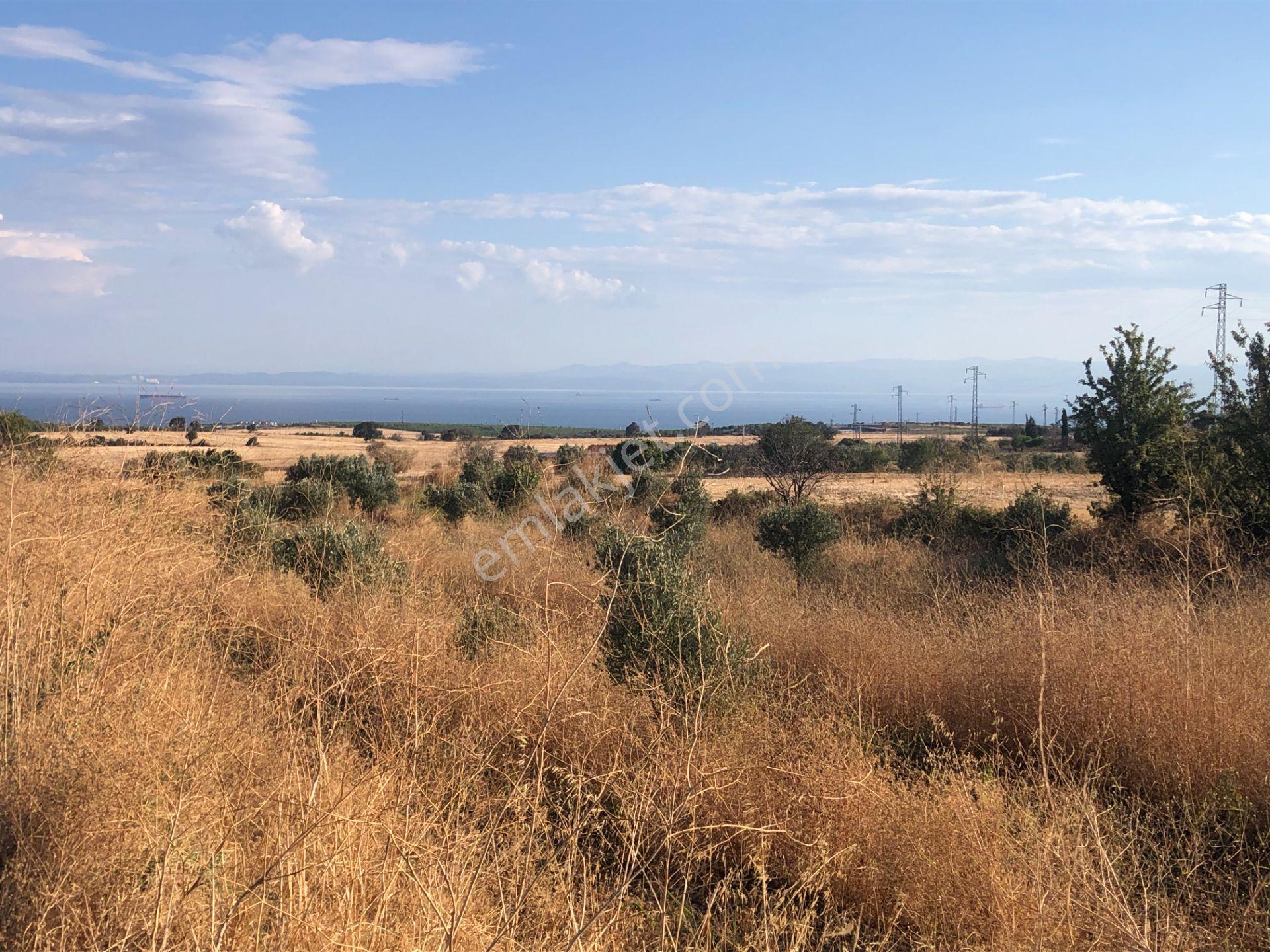 Şarköyde Işık Emlaktan Kızılcaterzi Mah De 3113 M2 Zeytinlik - Görsel 6