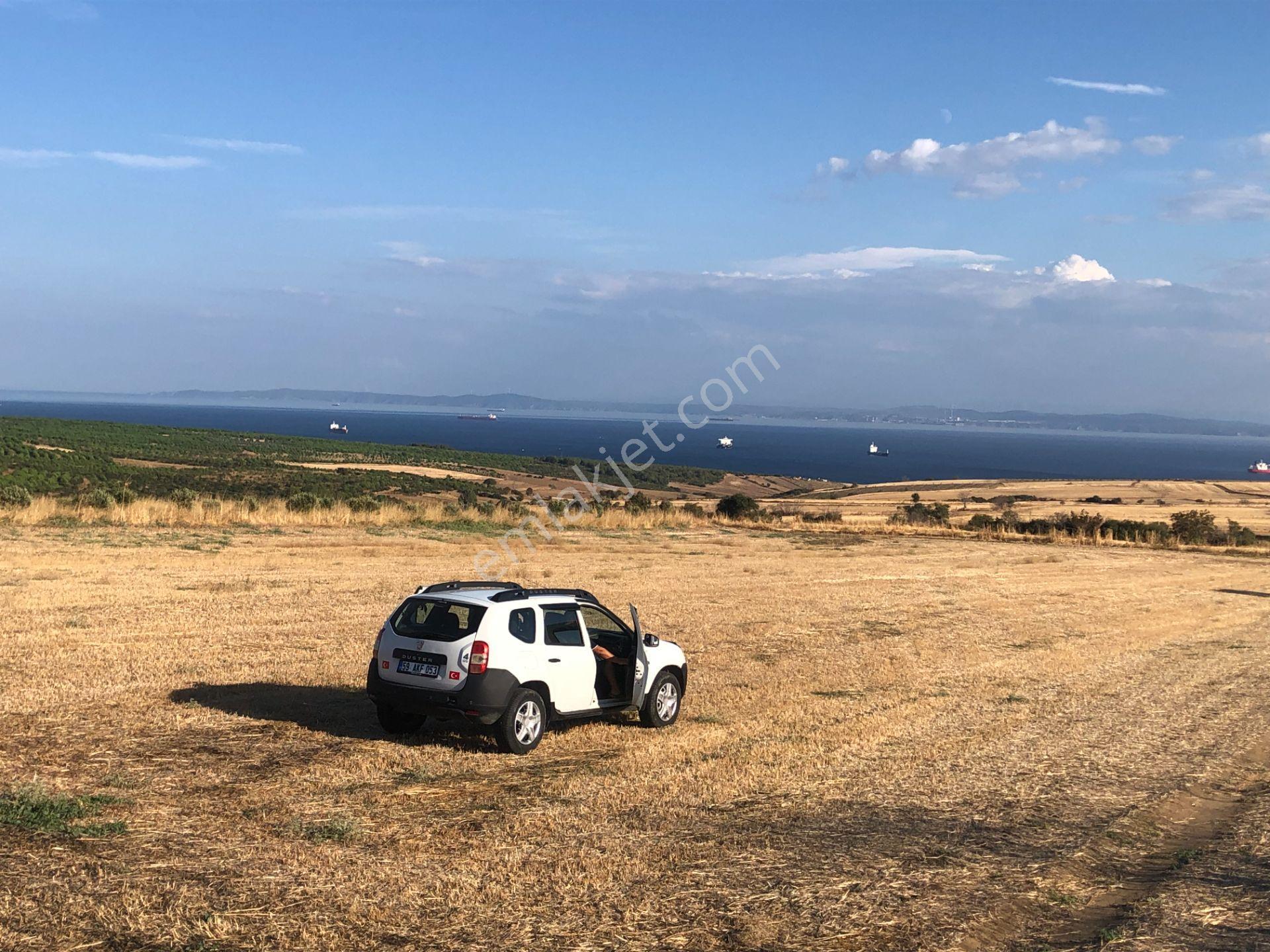 Şarköyde Işık Emlaktan Kızılcaterzi Mah De 3113 M2 Zeytinlik - Görsel 12