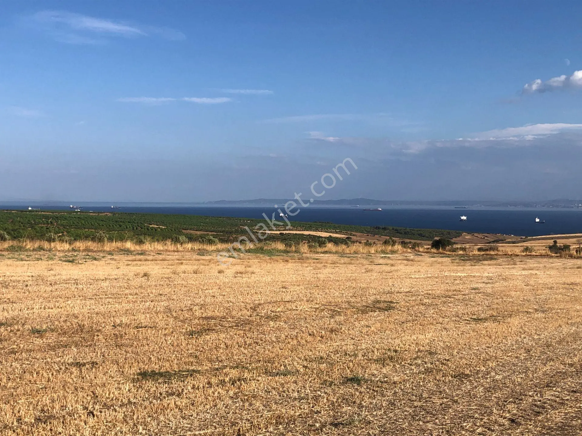 Şarköyde Işık Emlaktan Kızılcaterzi Mah De 3113 M2 Zeytinlik - Görsel 3