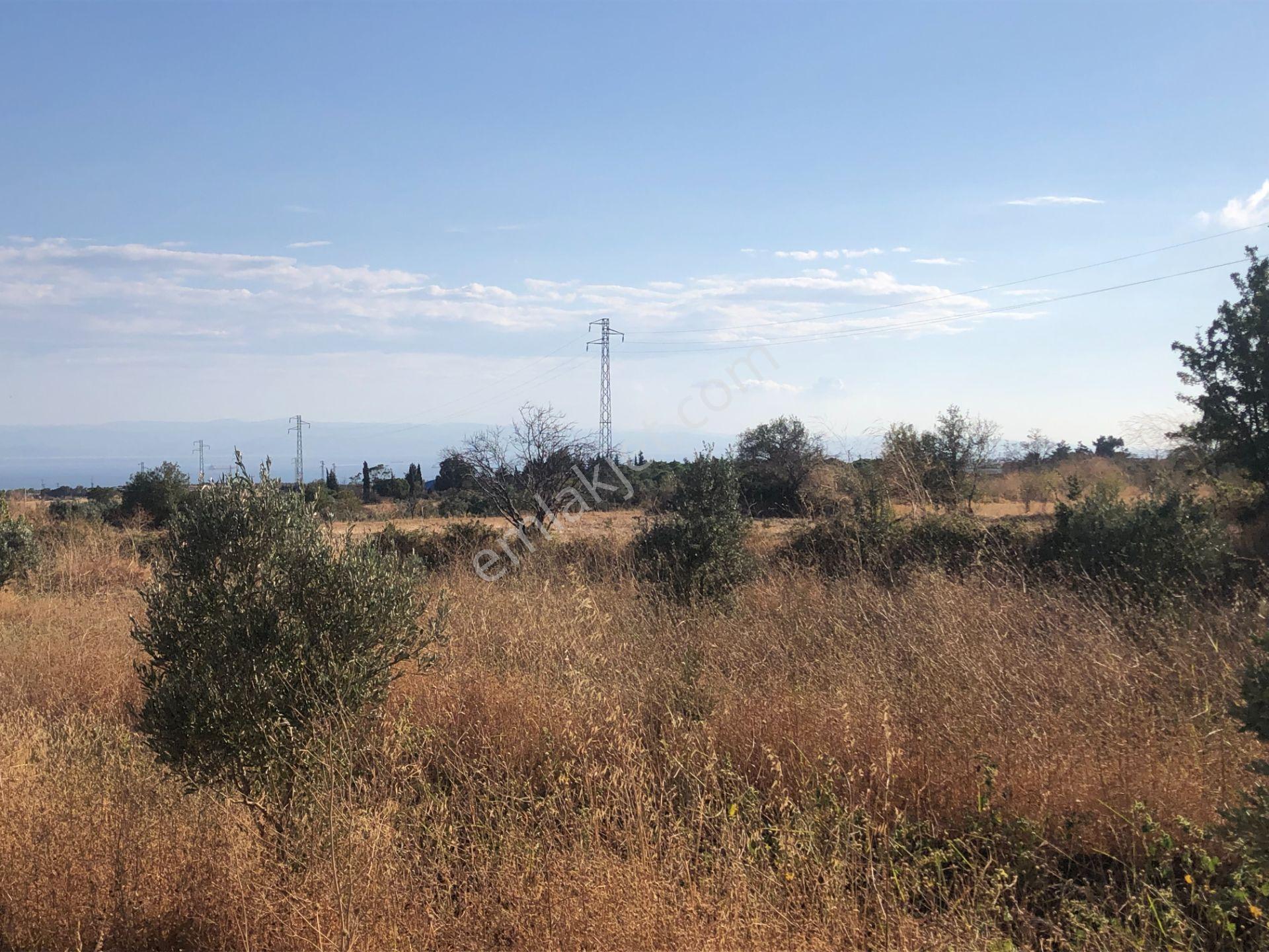 Şarköyde Işık Emlaktan Kızılcaterzi Mah De 3113 M2 Zeytinlik - Görsel 8