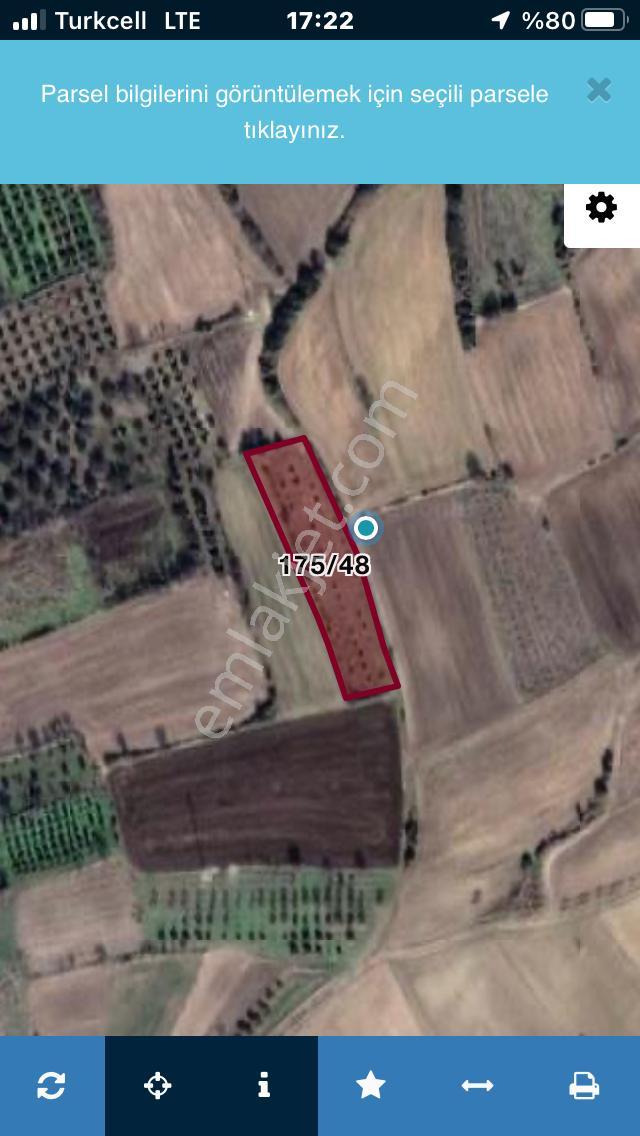 Şarköyde Işık Emlaktan Kızılcaterzi Mah De 3113 M2 Zeytinlik - Görsel 14