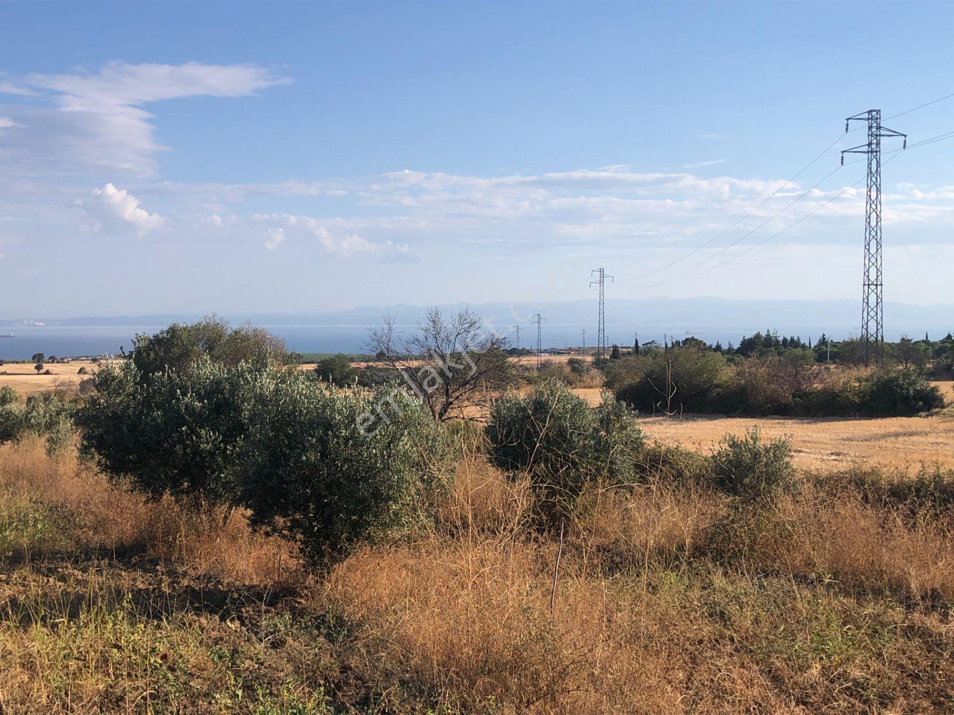 Şarköyde Işık Emlaktan Kızılcaterzi Mah De 3113 M2 Zeytinlik - Görsel 10