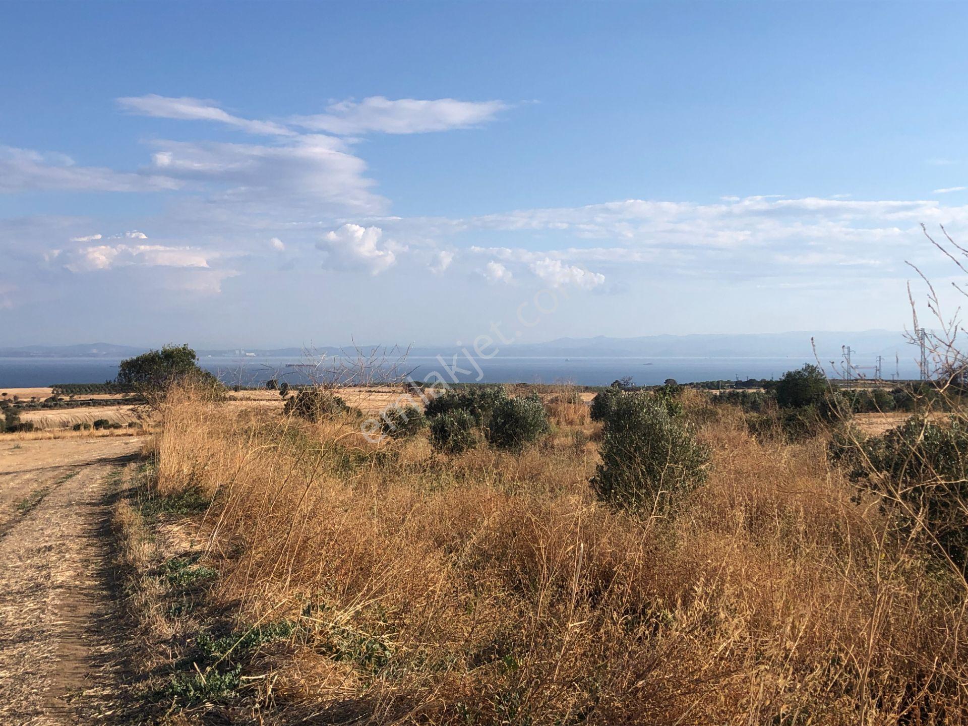 Şarköyde Işık Emlaktan Kızılcaterzi Mah De 3113 M2 Zeytinlik - Görsel 7