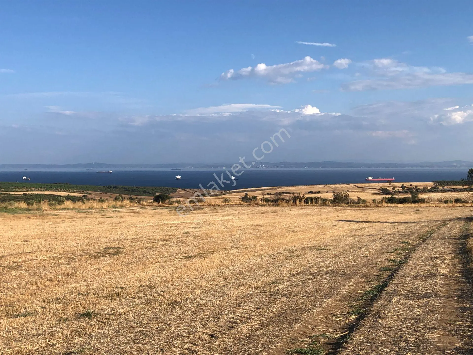 Şarköyde Işık Emlaktan Kızılcaterzi Mah De 3113 M2 Zeytinlik - Görsel 2