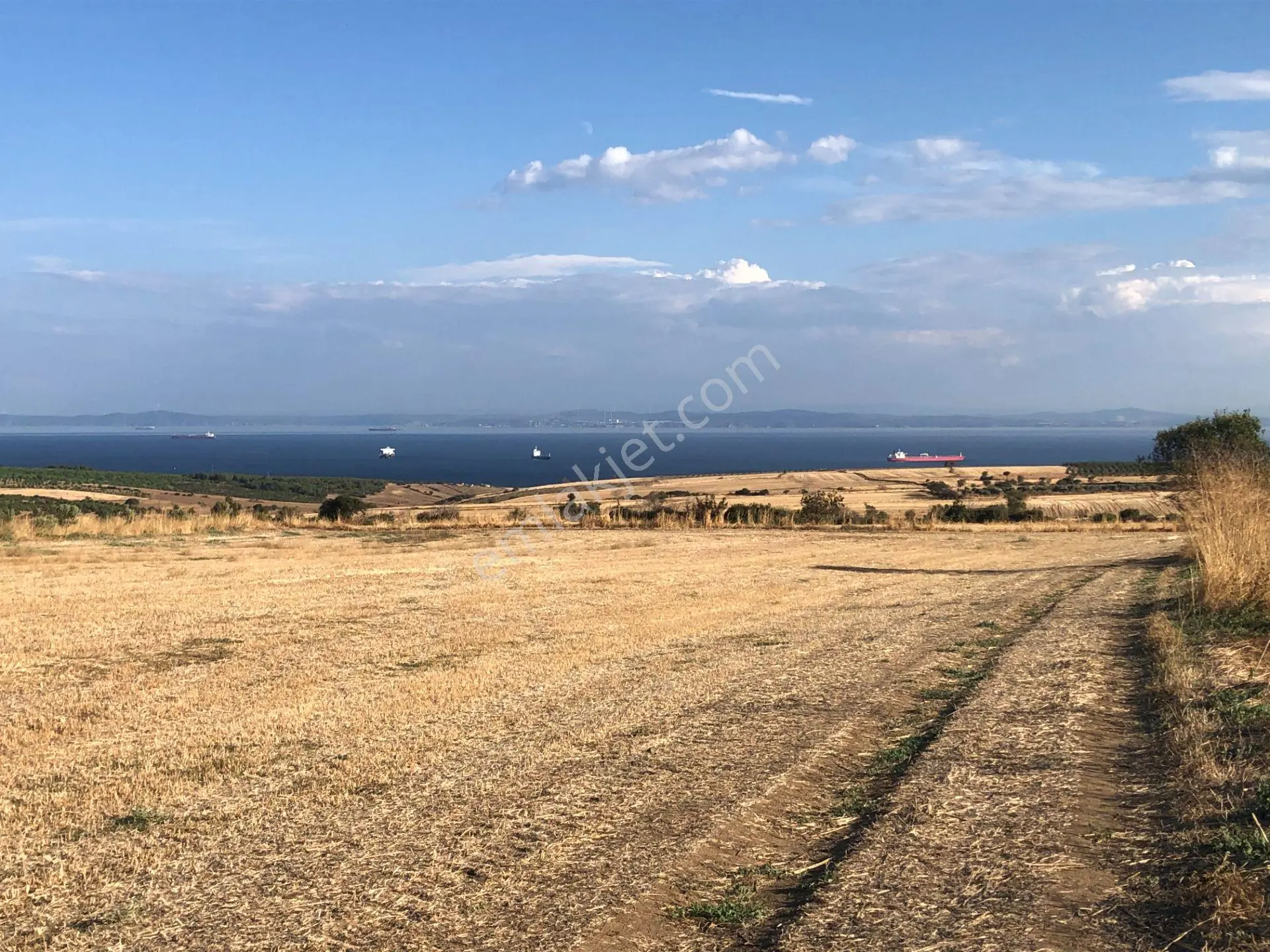 Şarköyde Işık Emlaktan Kızılcaterzi Mah De 3113 M2 Zeytinlik - Görsel 5