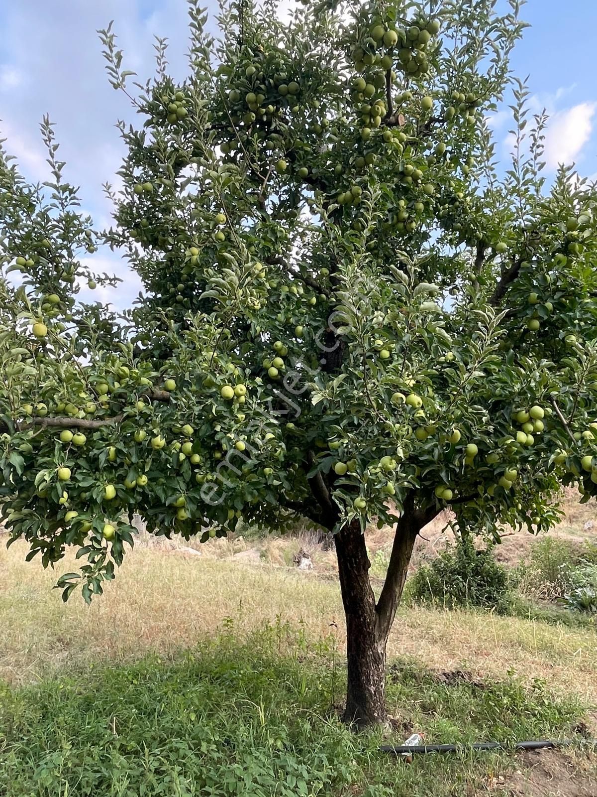 Bozdoğan Altıntaş Satılık Bağ & Bahçe Bozdoğan Altıntaş Mevki 1432 m2 Satılık Elma Armut Bahçesi 