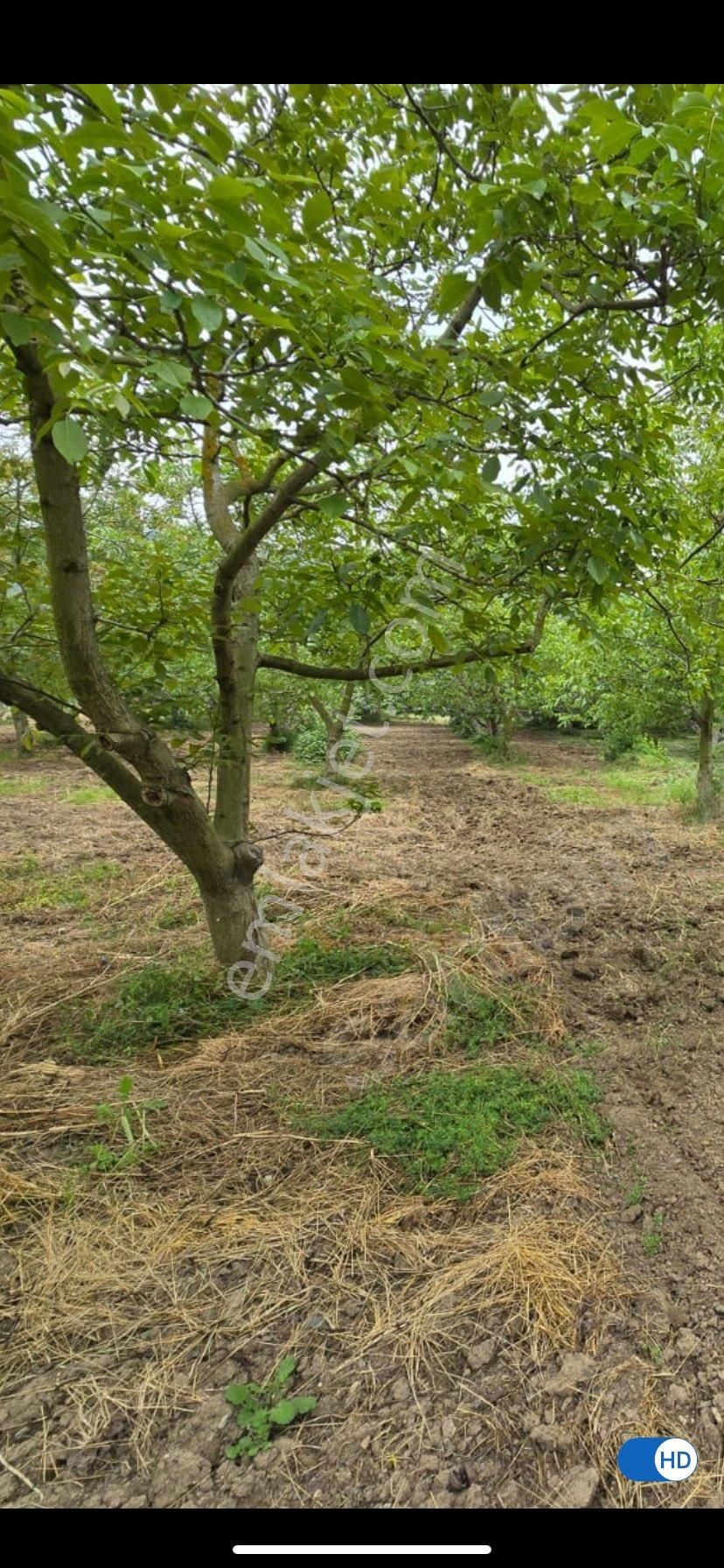 Karasu Manavpınarı Satılık Tarla Karasuda Satılık Fındık Bahçesi