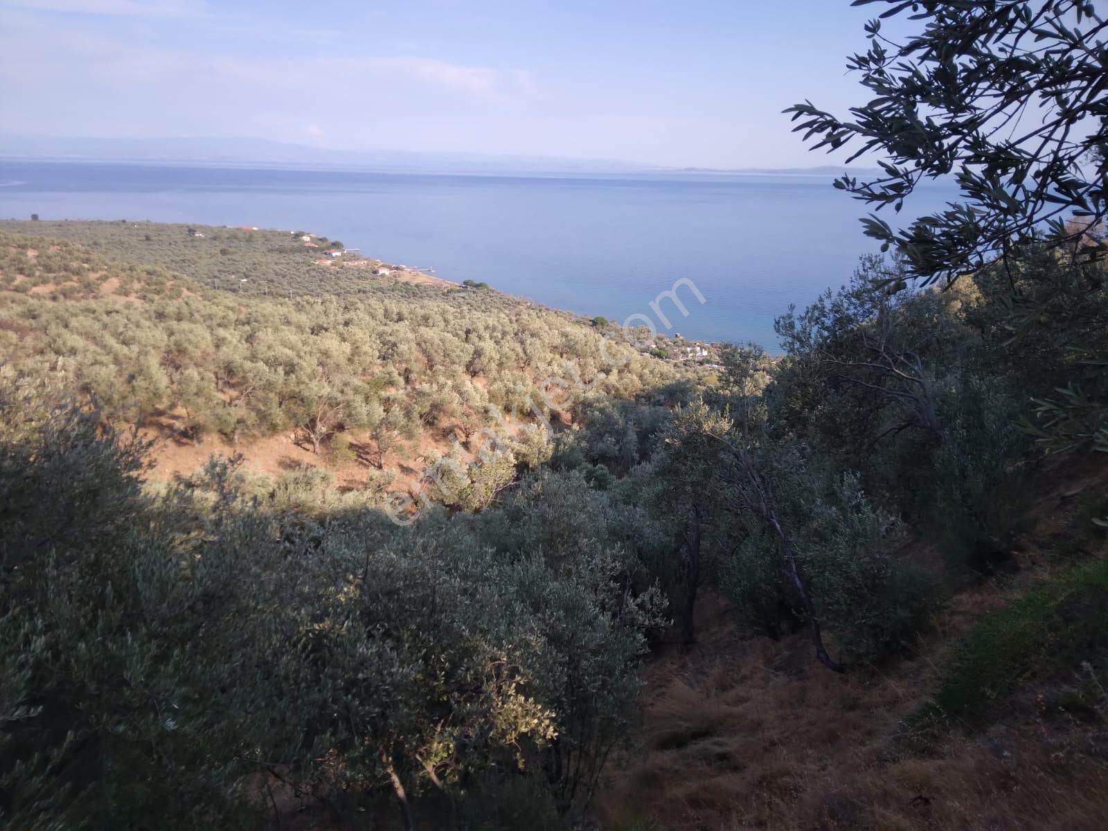 Ayvacık Arıklı Köyü (Yalı) Satılık Zeytinlik  KÜÇÜKKUYU ARIKLI YALI MAH. DOĞU-GÜNEY CEPHELİ TAM DENİZ MANZARALI SÜPER KONUM