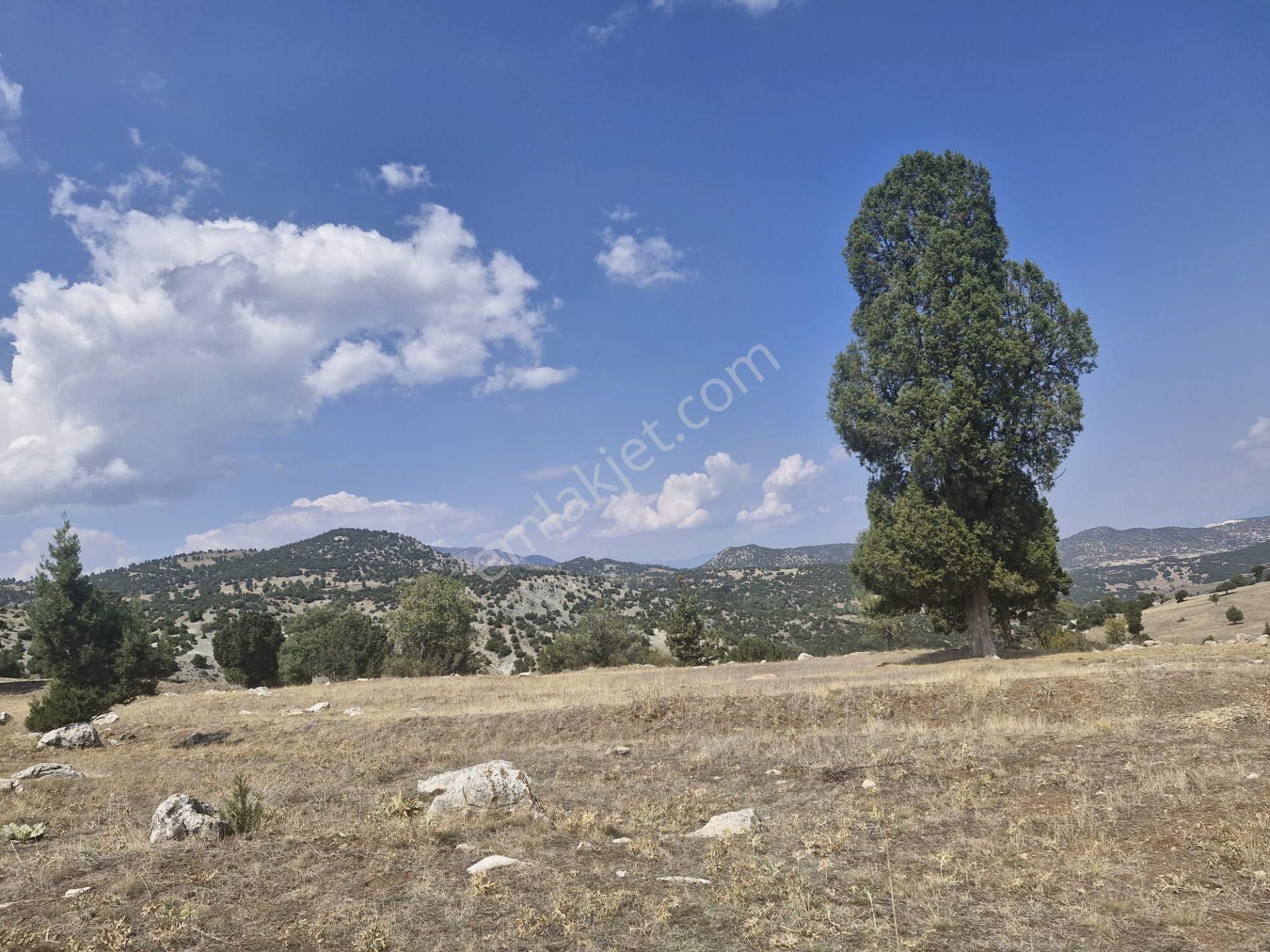 Altınyayla Ballık Köyü (Merkez) Satılık Tarla  Burdur Altınyayla Ballık Köyünde 1803m2 Yatırımlık Tarla 