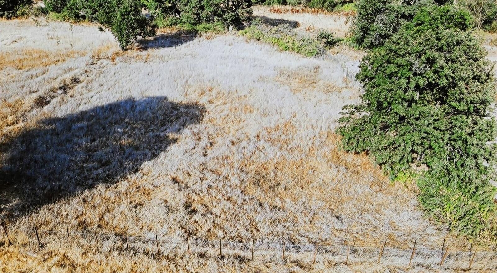 Havran Küçükşapçı Satılık Tarla Küçükşapçı'da Uygun Fiyatlı Satılık Tarla...