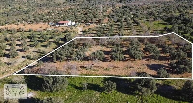 Datça Cumalı Satılık Tarla Marinden Çeşmeköy'de 2600m2 Yolu Olan Arazi