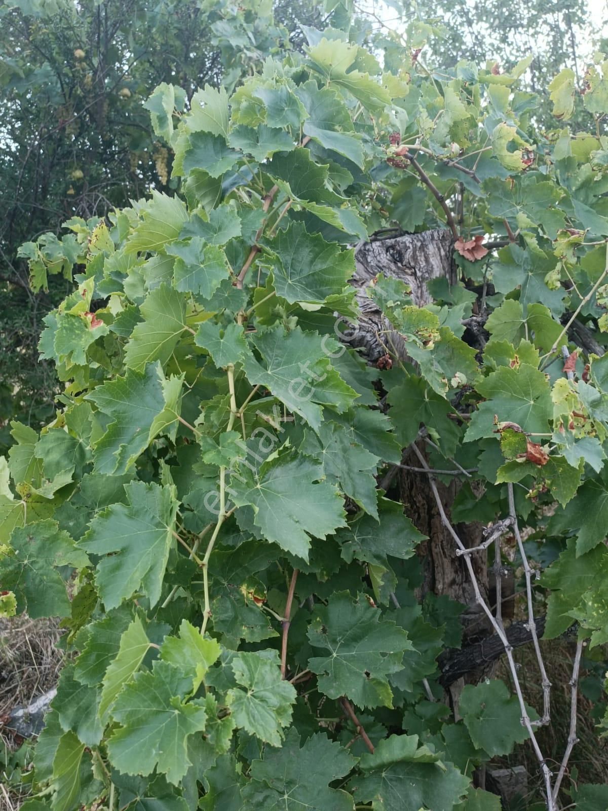 Mihalgazi Alpagut Satılık Tarla 🌸🍏mihalgazi Alapagut Mh 🌼🫒 291m2 🌷 Satılık🍀 Meyve Ağaçlı Tarıma Uygun Arsa Tarla🌸🌳