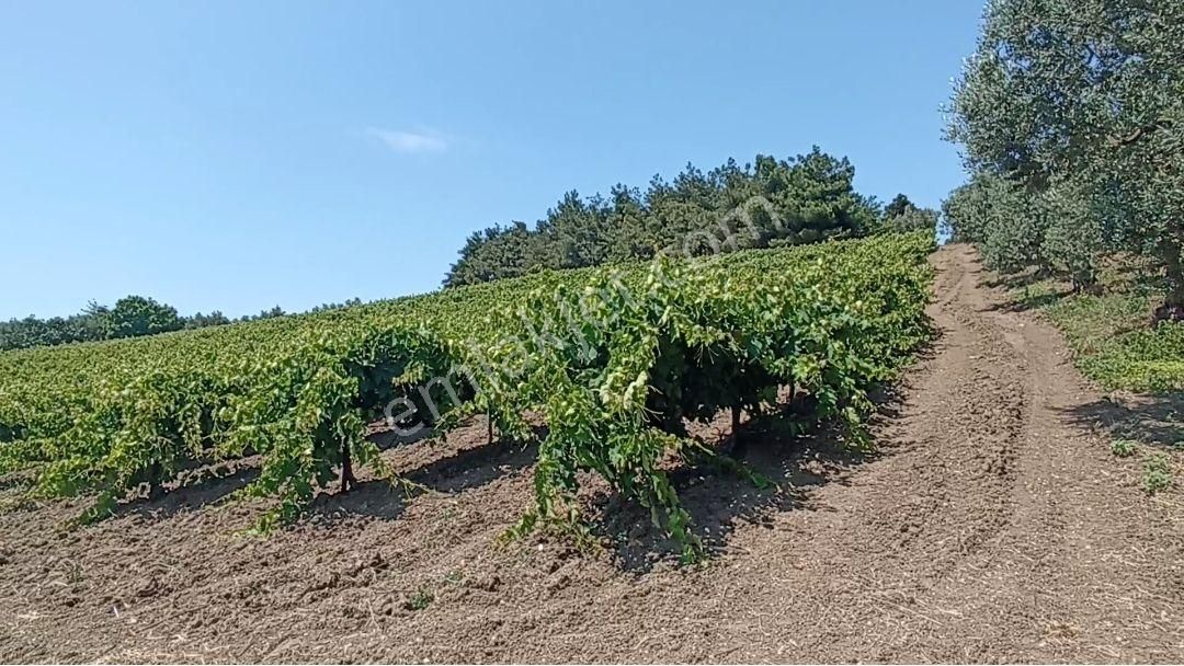 Mudanya Çağrışan Satılık Bağ & Bahçe MUDANYA ÇAĞRIŞAN KÖYÜNDE SATILIK BAĞ