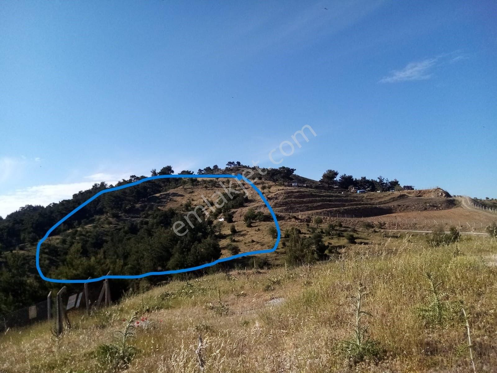 Menderes Efemçukuru Satılık Tarla  MENDERES - 3 ADET TARLA- TOPL. 5500 M2 - AYRI AYRI SATILADABİLİR