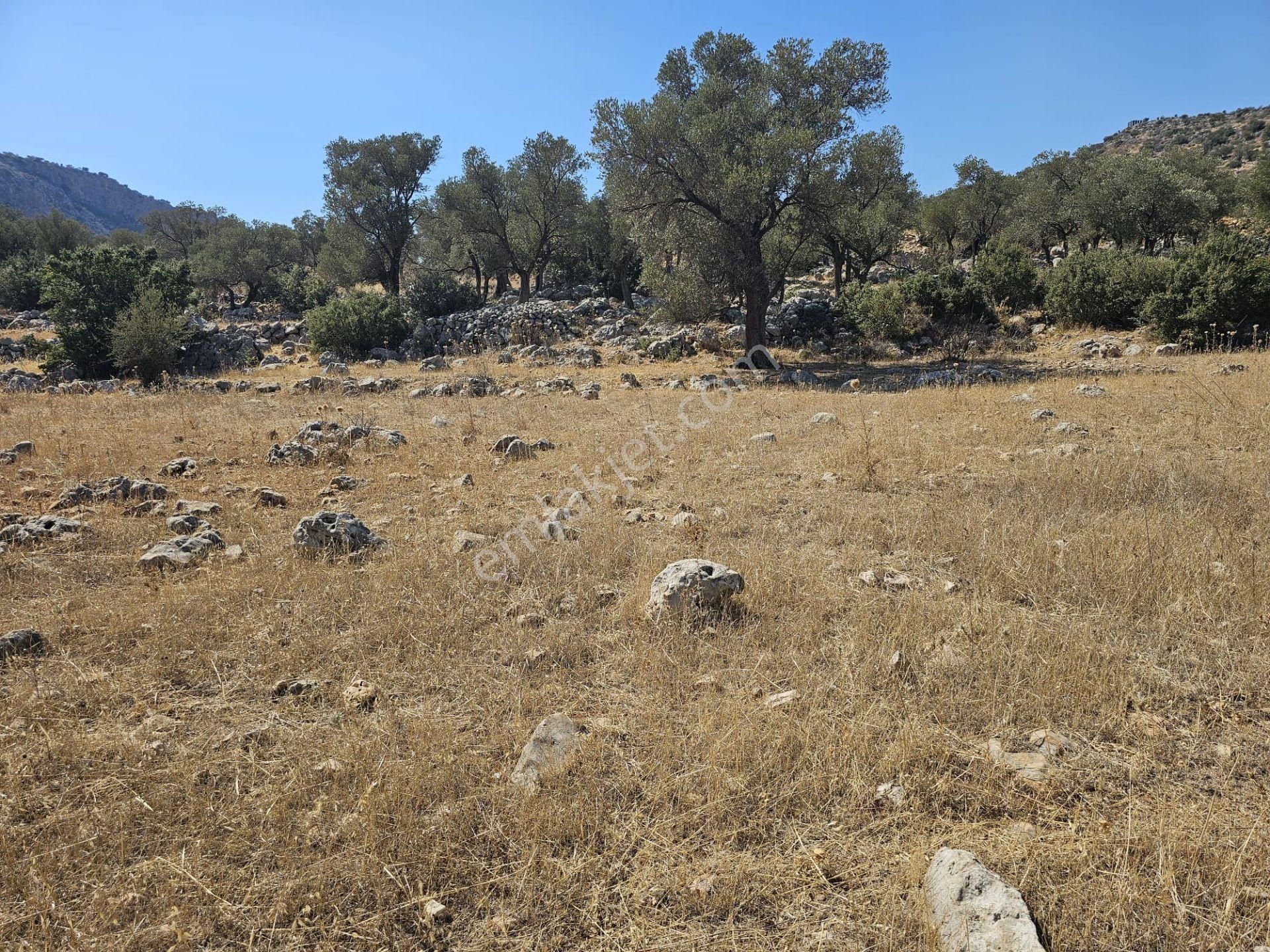 Kaş Bezirgan Satılık Zeytinlik  Sahibinden Kaş Kalkan Ulugöl de Satılık Arsa (Bezirgan Sahil)