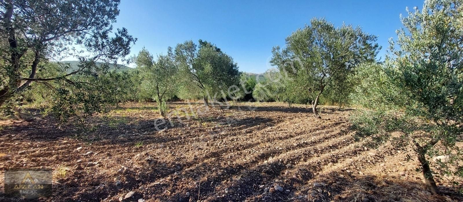 Bergama Koyuneli Satılık Zeytinlik AFACAN dan Koyuneli de Asfalta Yakın Satılık Bakımlı Zeytinlik