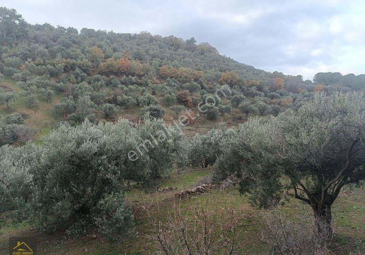 Dikili Yenice Satılık Zeytinlik Saadet Korkmaz Emlak'tan Dikili Yenice Köyünde Satılık Zeytinlik