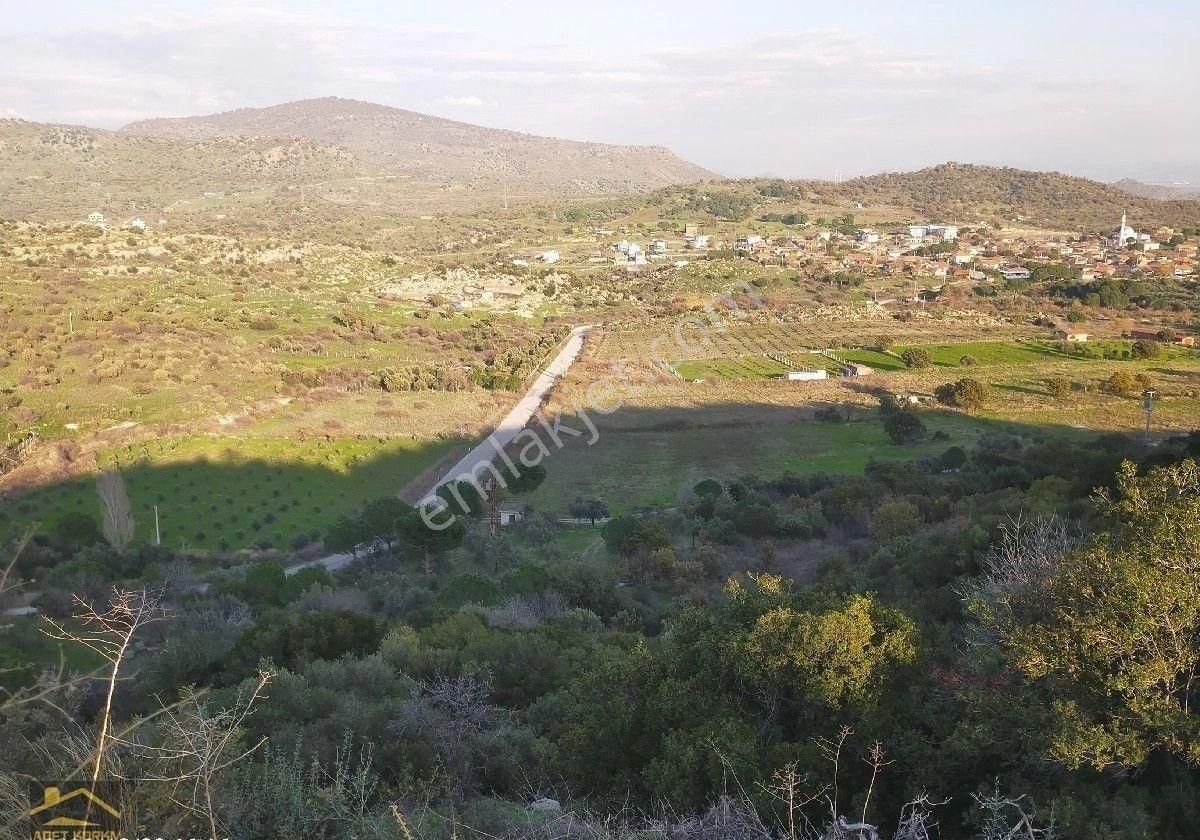 Dikili Esentepe Satılık Tarla Saadet Korkmaz Emlak'tan Dikili Esentepe'de Yola Cepheli Tarla Vasfında Satılık Zeytinlik