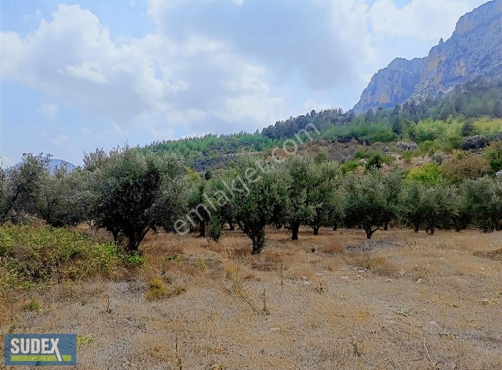 Yenişehir Uzunkaş Satılık Tarla Yenişehir Uzunkaşda Zeytin Ağaçlı Satılık Tarla