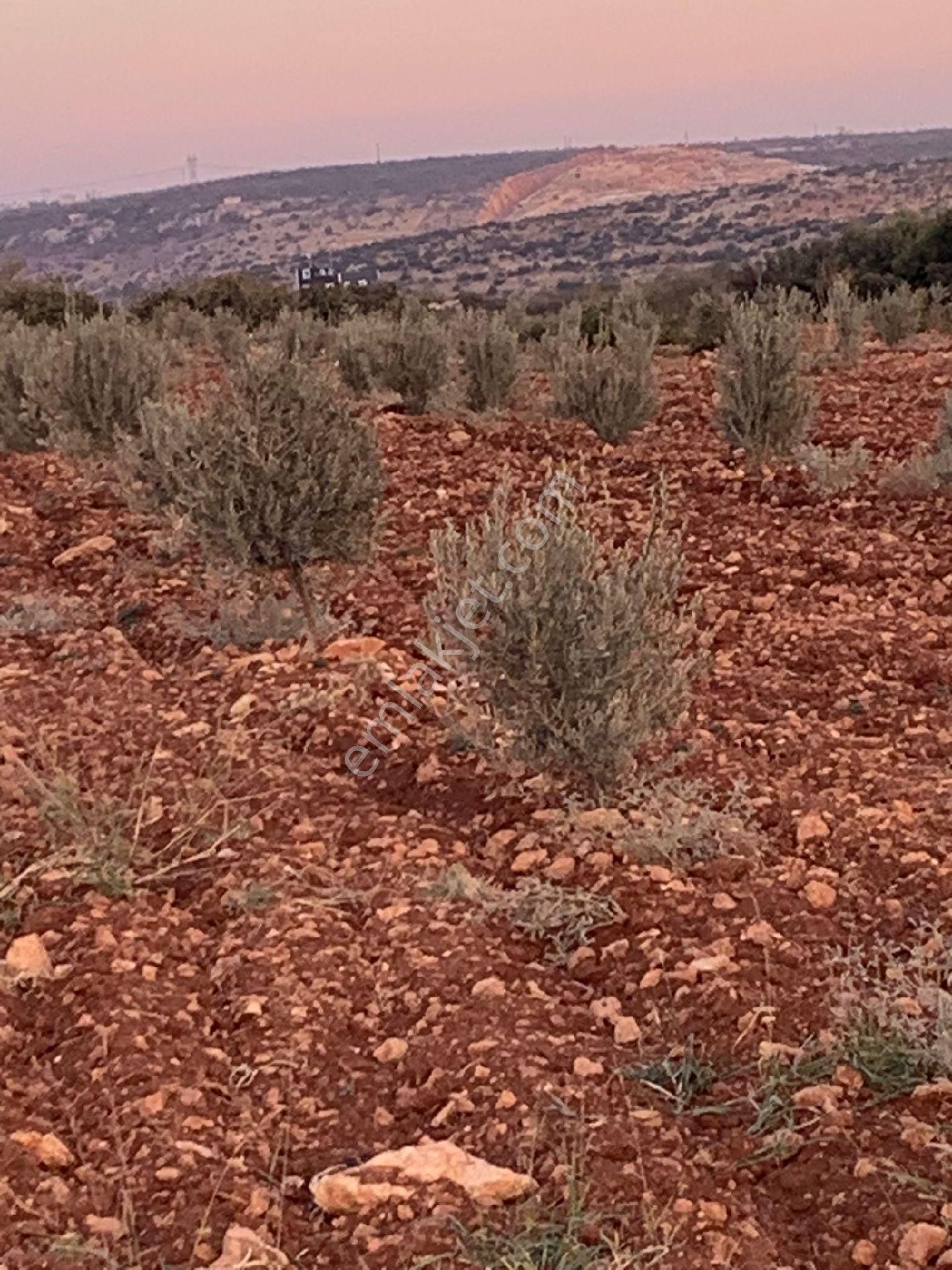 Şehitkamil İncesu Satılık Tarla Lokasyon 777'den İncesuda Satılık Zeytin Bahçesi