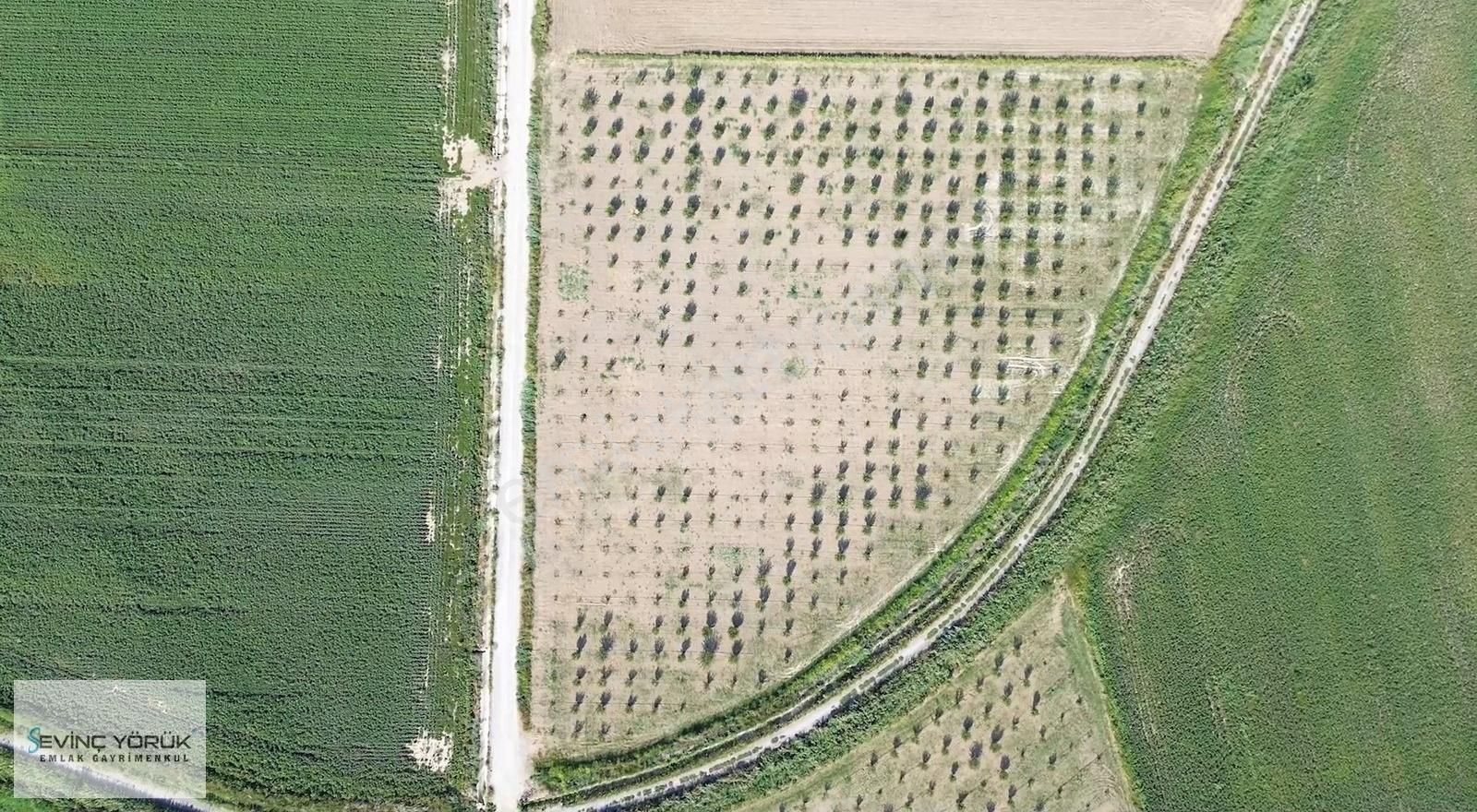 Satılık Arsa,tarla,bağ,erik Bahçesi,imara Yakın Tektapu - Görsel 13