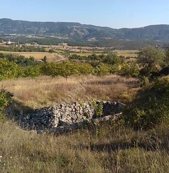 Gölpazarı Büyüksürmeli Köyü Satılık Tarla Köye Yakın 12500m2 Kelepir Ceviz Bahçesi