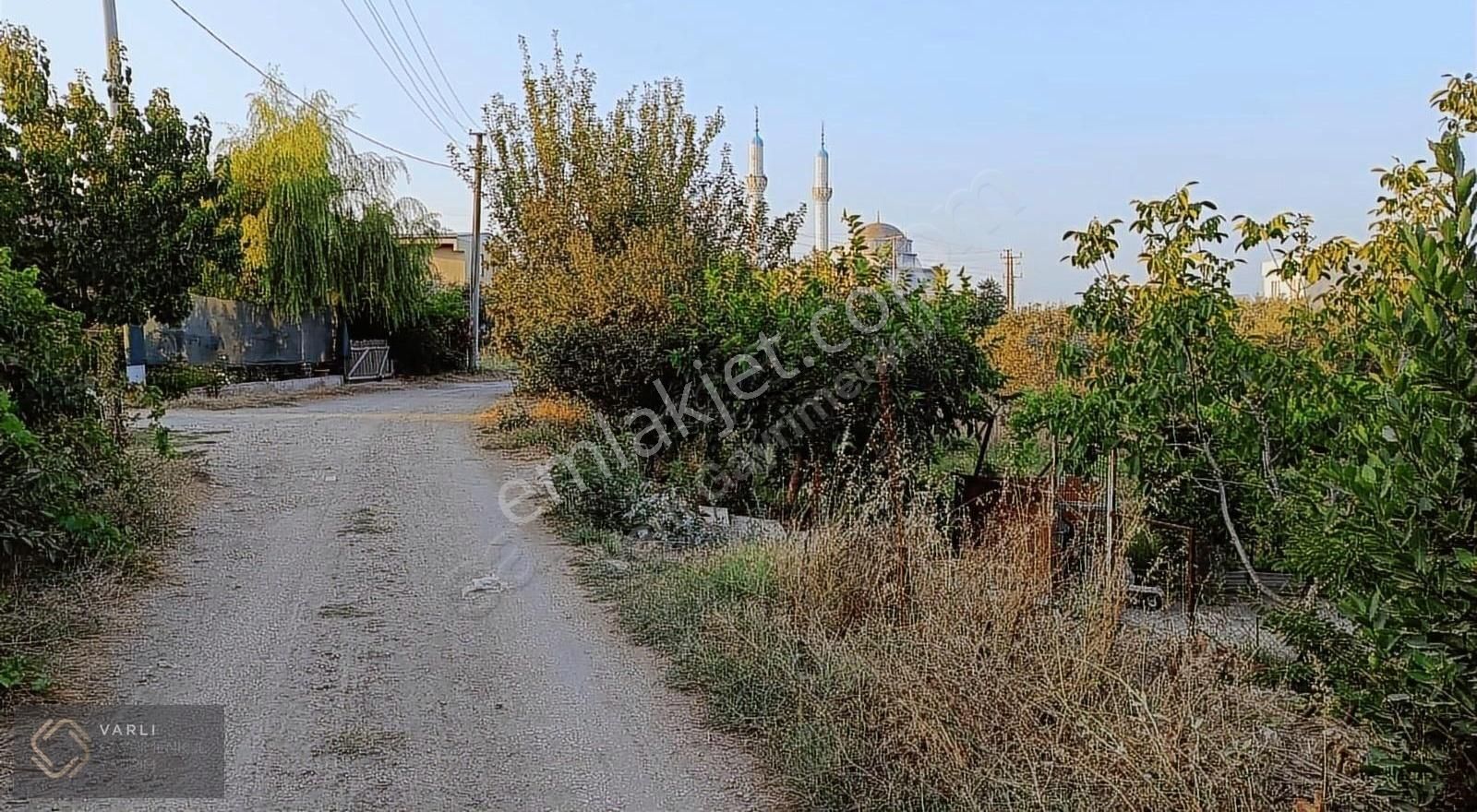 Mudanya Mesudiye Satılık Zeytinlik Bursa Mudanya Mesudiye(Ayazma)Çiftlik Yanında Satılık arazi