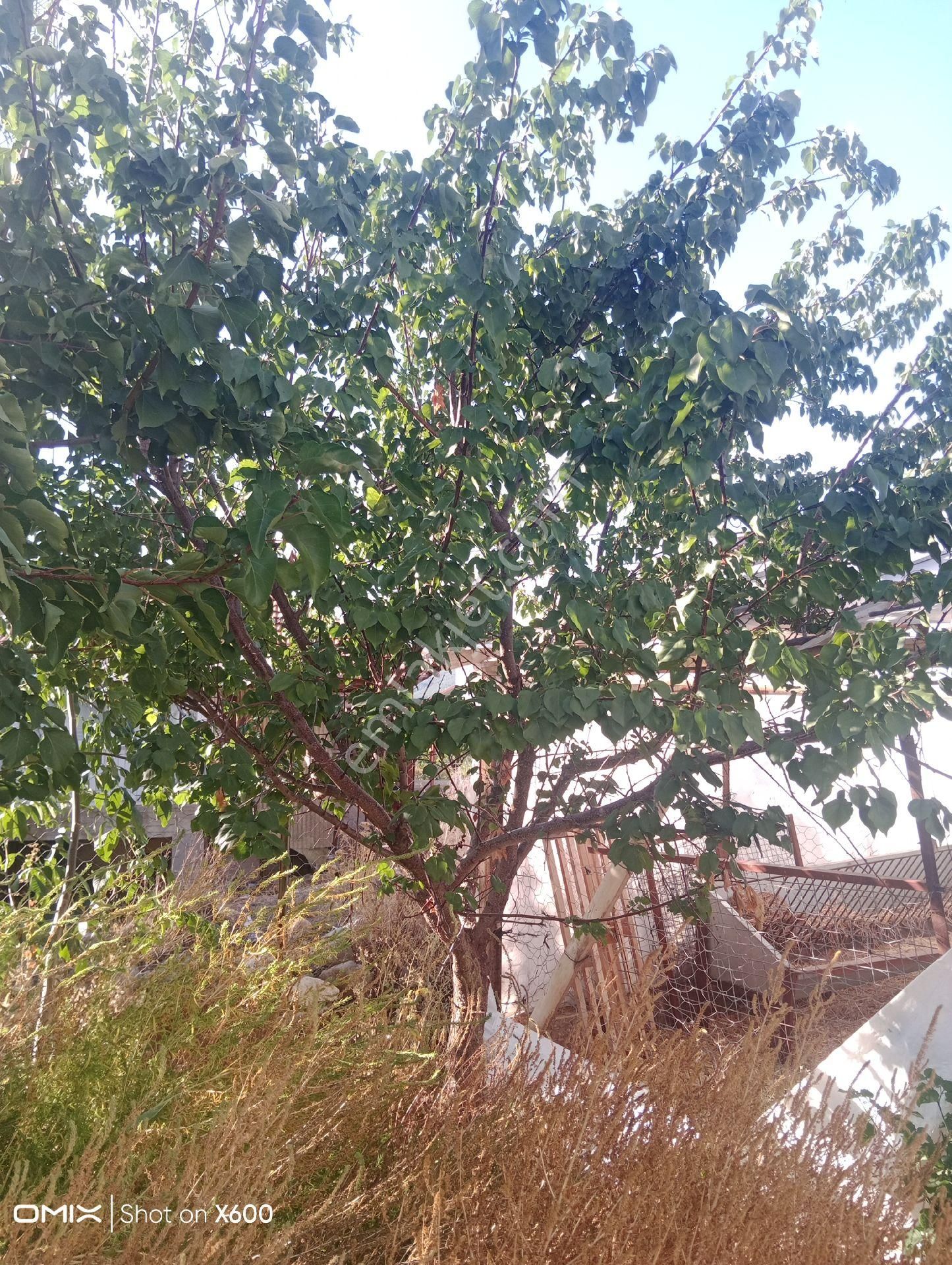Burdur Altinyayla Satılık Arsa - Görsel 25