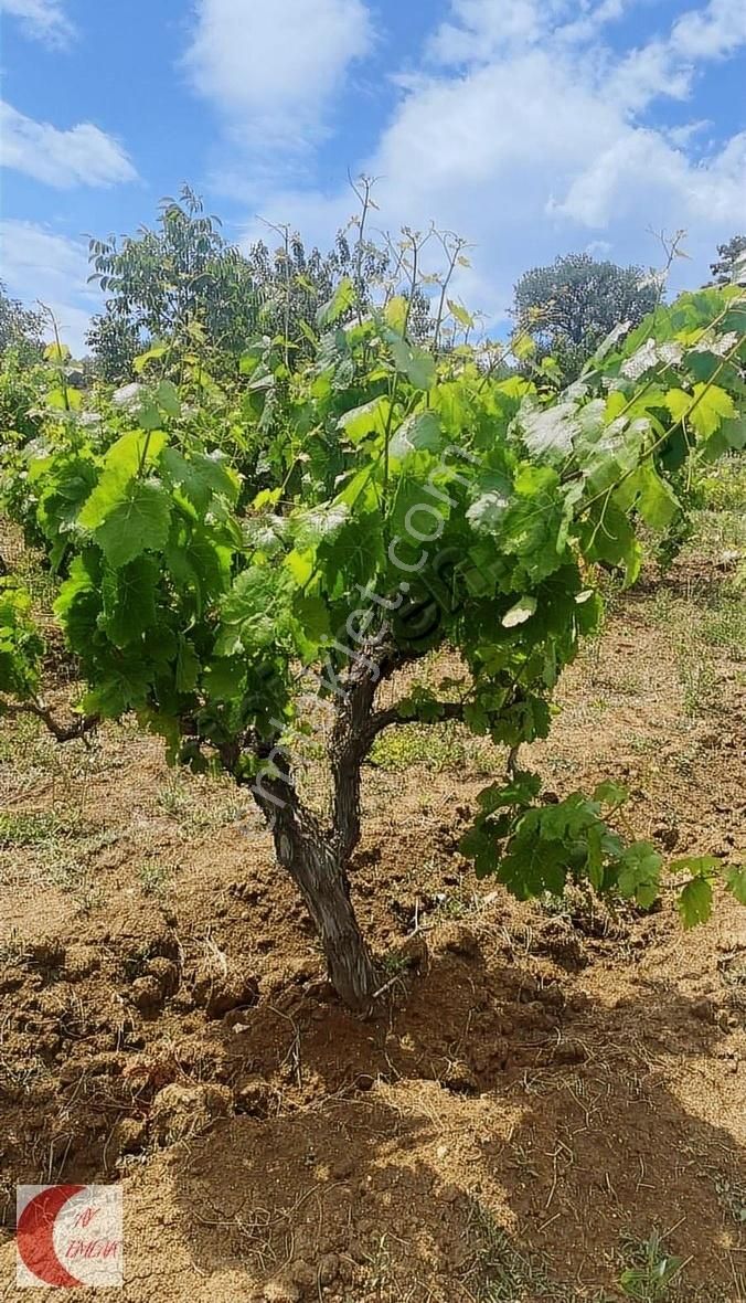 Geyve Çukurköy Satılık Bağ & Bahçe KÖYÜN HEMEN KARŞISINDA ÜZÜM KİRAZ VE CEVİZ BAHÇESİ