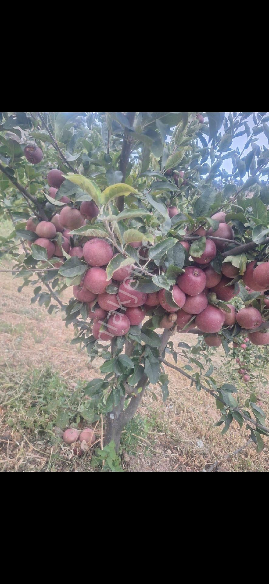 Erdemli Çerçili Satılık Tarla Elma bahcesi