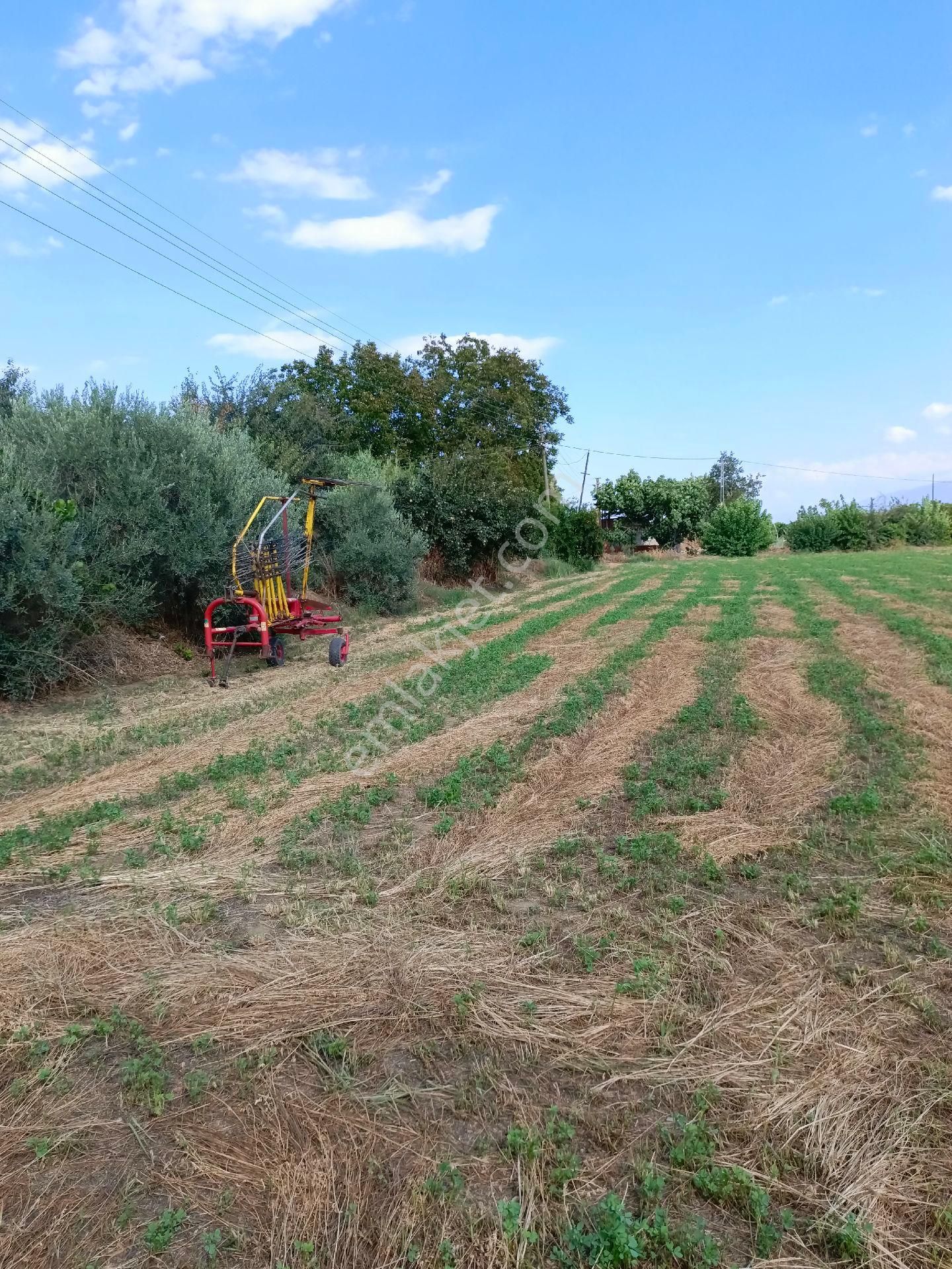 Sultanhisar Atça Satılık Tarla  SULTANHİSAR ATÇA MAH SATILIK TARLA