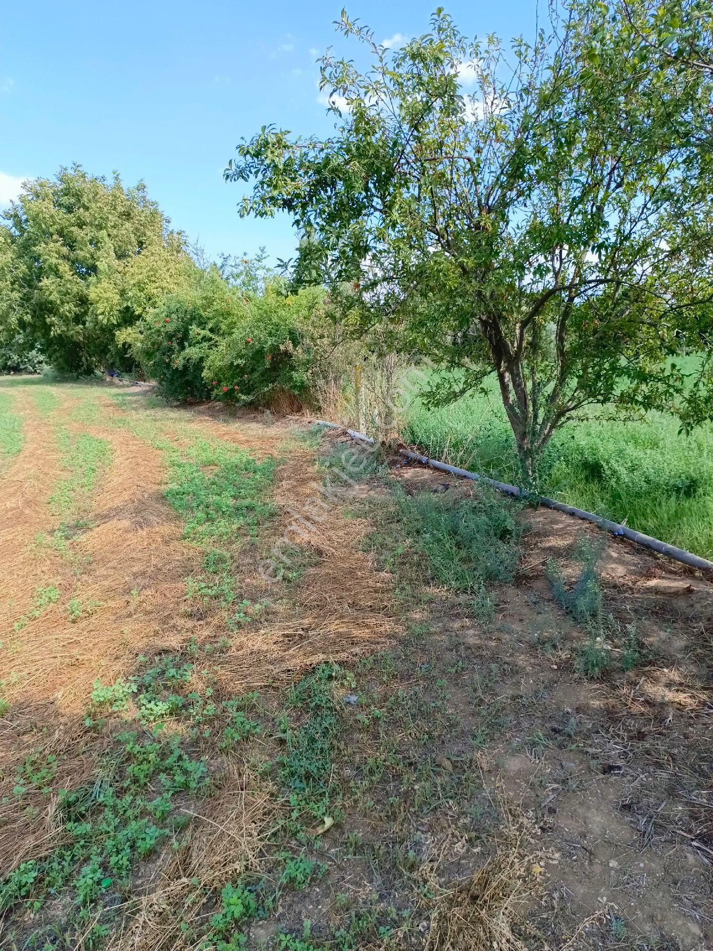 Sultanhisar Atça Mah Satılık Tarla - Görsel 6