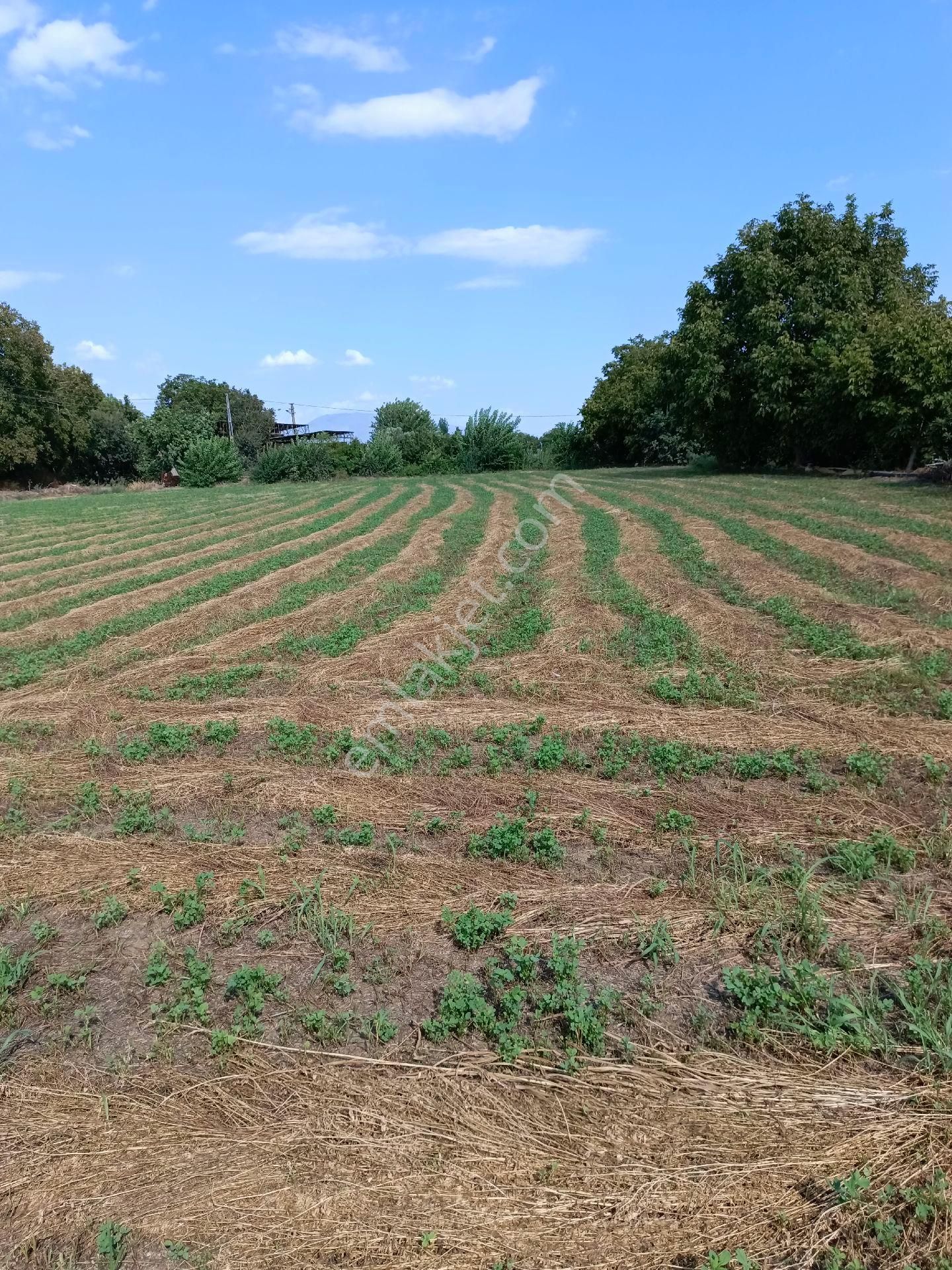 Sultanhisar Atça Mah Satılık Tarla - Görsel 3