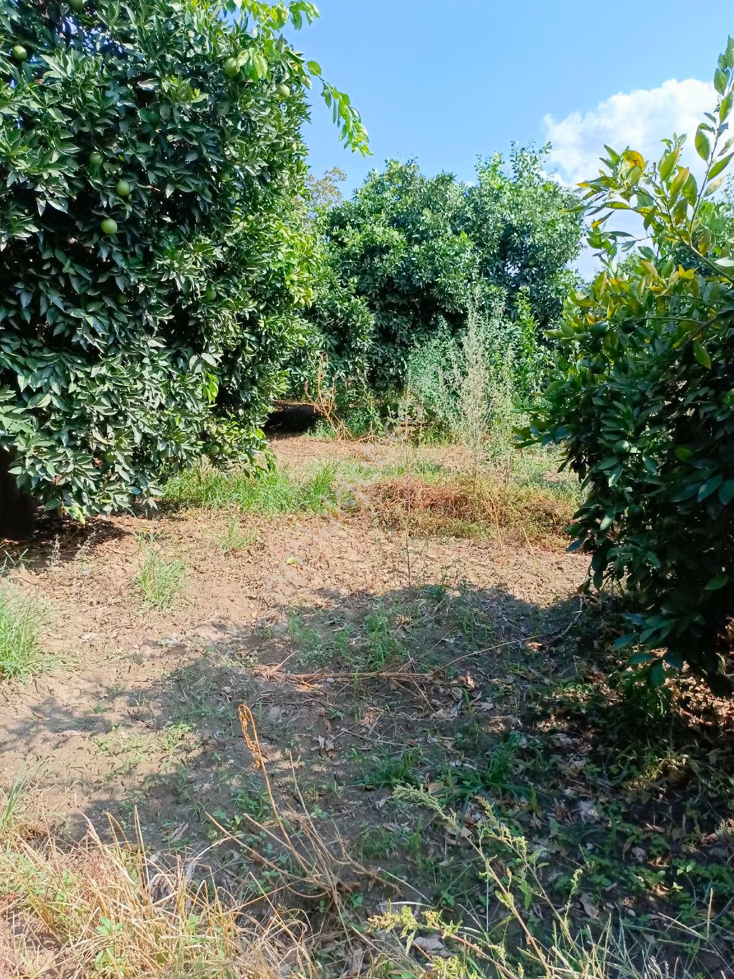 Sultanhisar Atça Mah Satılık Tarla - Görsel 4