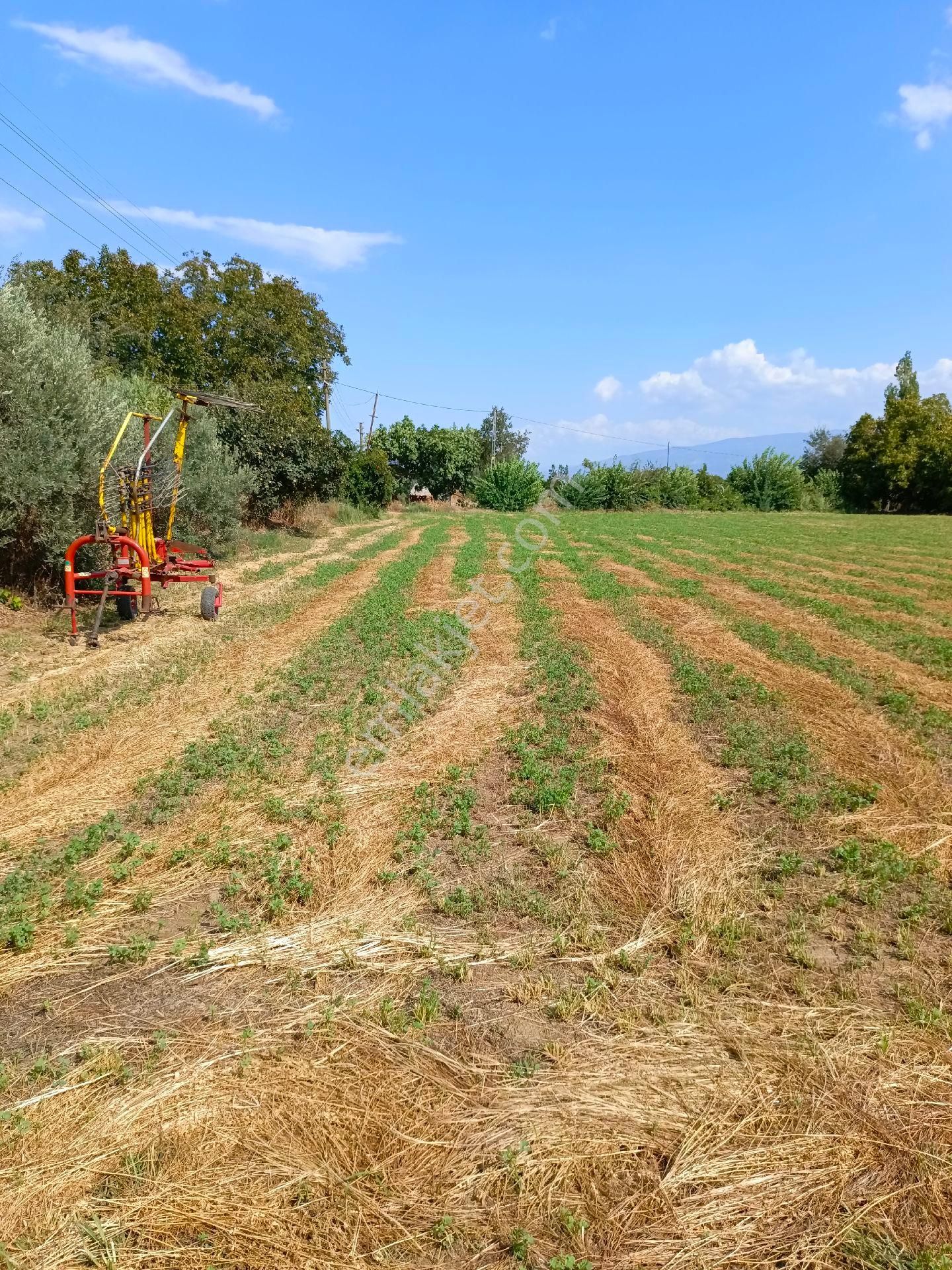 Sultanhisar Atça Mah Satılık Tarla - Görsel 15