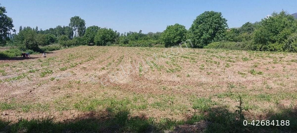 Tokat Merkez Güryıldız Bld. (Kanalaltı) Satılık Tarla Tokat merkez Güryildizda satlik .tarla