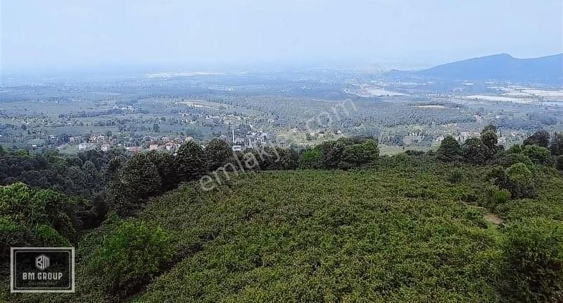 Akyazı Taşburun Satılık Bağ & Bahçe Bm Group Gayrimenkulden Taşburunda Satılık 3800 M2 Fındıklık