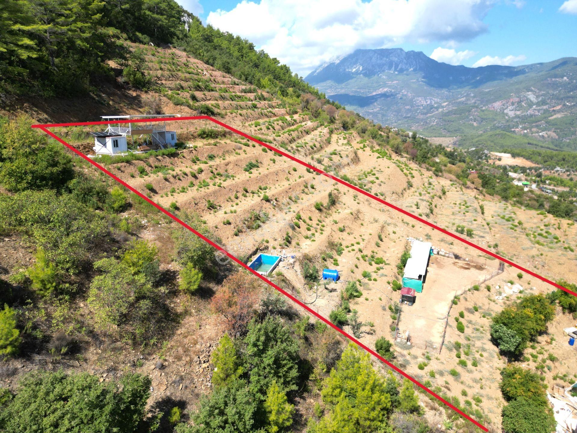Fakırcalı Köyünde Satılık 3700 M2 Zeytin Tarlası Ve Prefabrik Ev - Görsel 13
