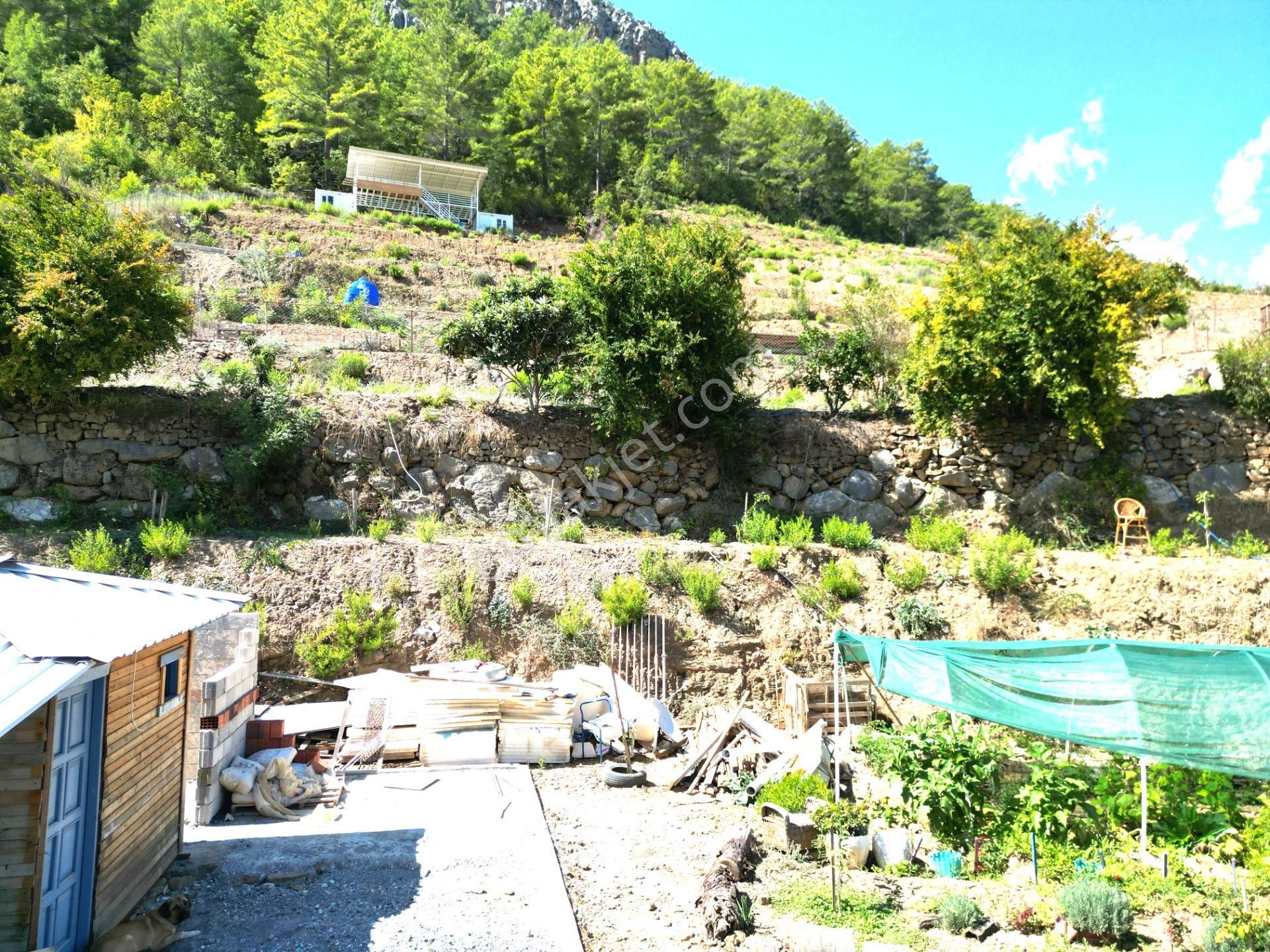 Fakırcalı Köyünde Satılık 3700 M2 Zeytin Tarlası Ve Prefabrik Ev - Görsel 9