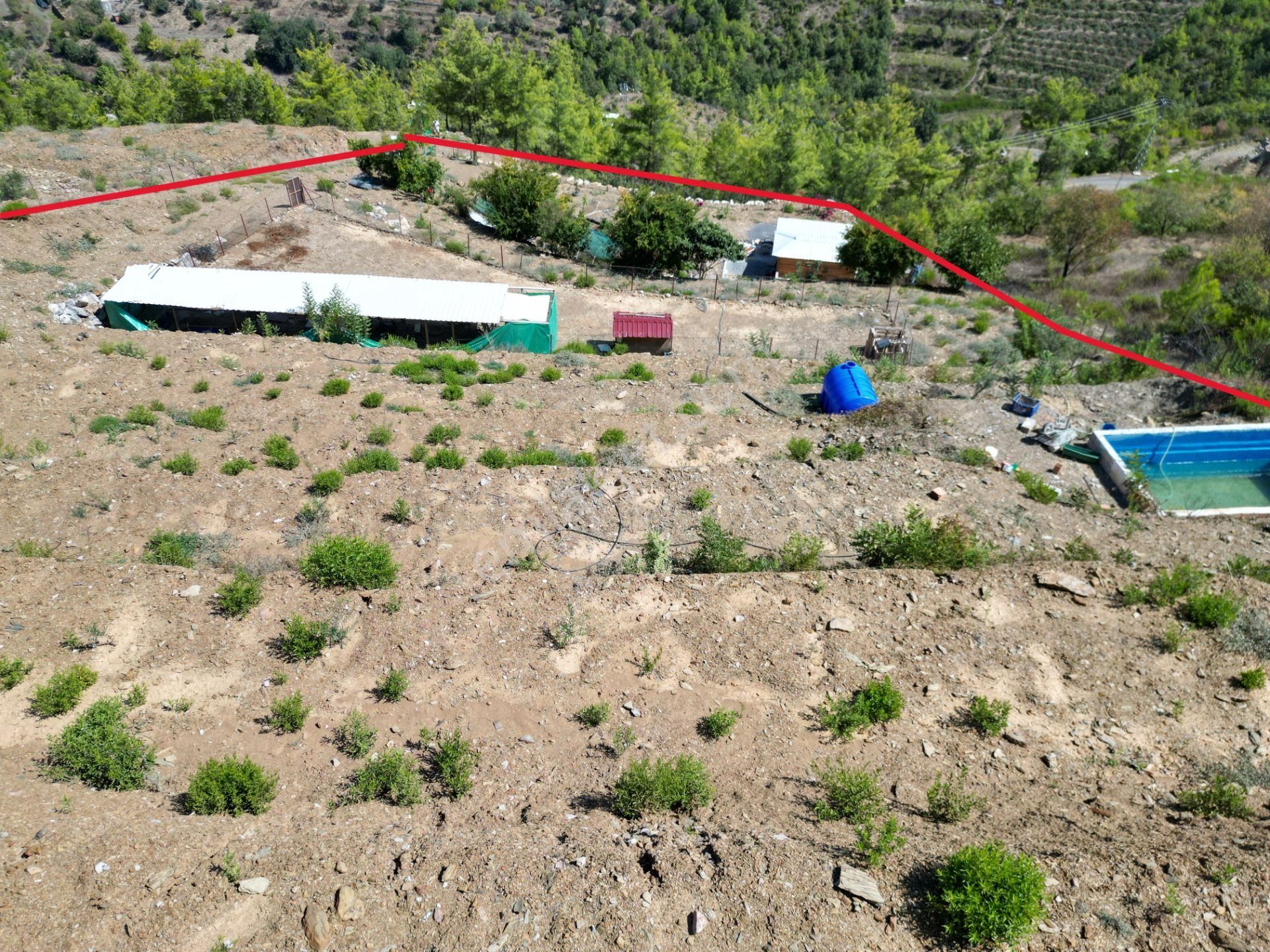 Fakırcalı Köyünde Satılık 3700 M2 Zeytin Tarlası Ve Prefabrik Ev - Görsel 2