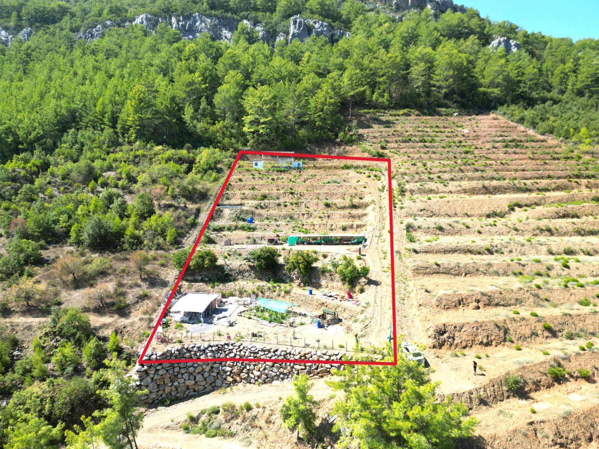 Fakırcalı Köyünde Satılık 3700 M2 Zeytin Tarlası Ve Prefabrik Ev - Görsel 8