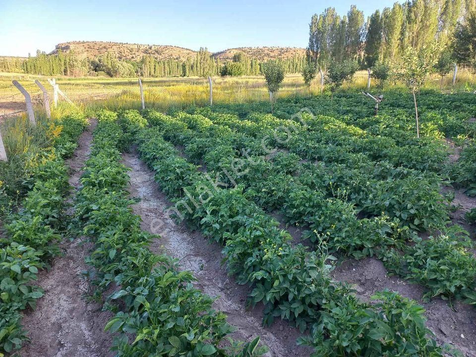 Satılık 3000.metre Kare Elma Bahçesi Elektirik Su Yolu Mevcut Tek Katlı Villa Tipi İçinde Ev Var