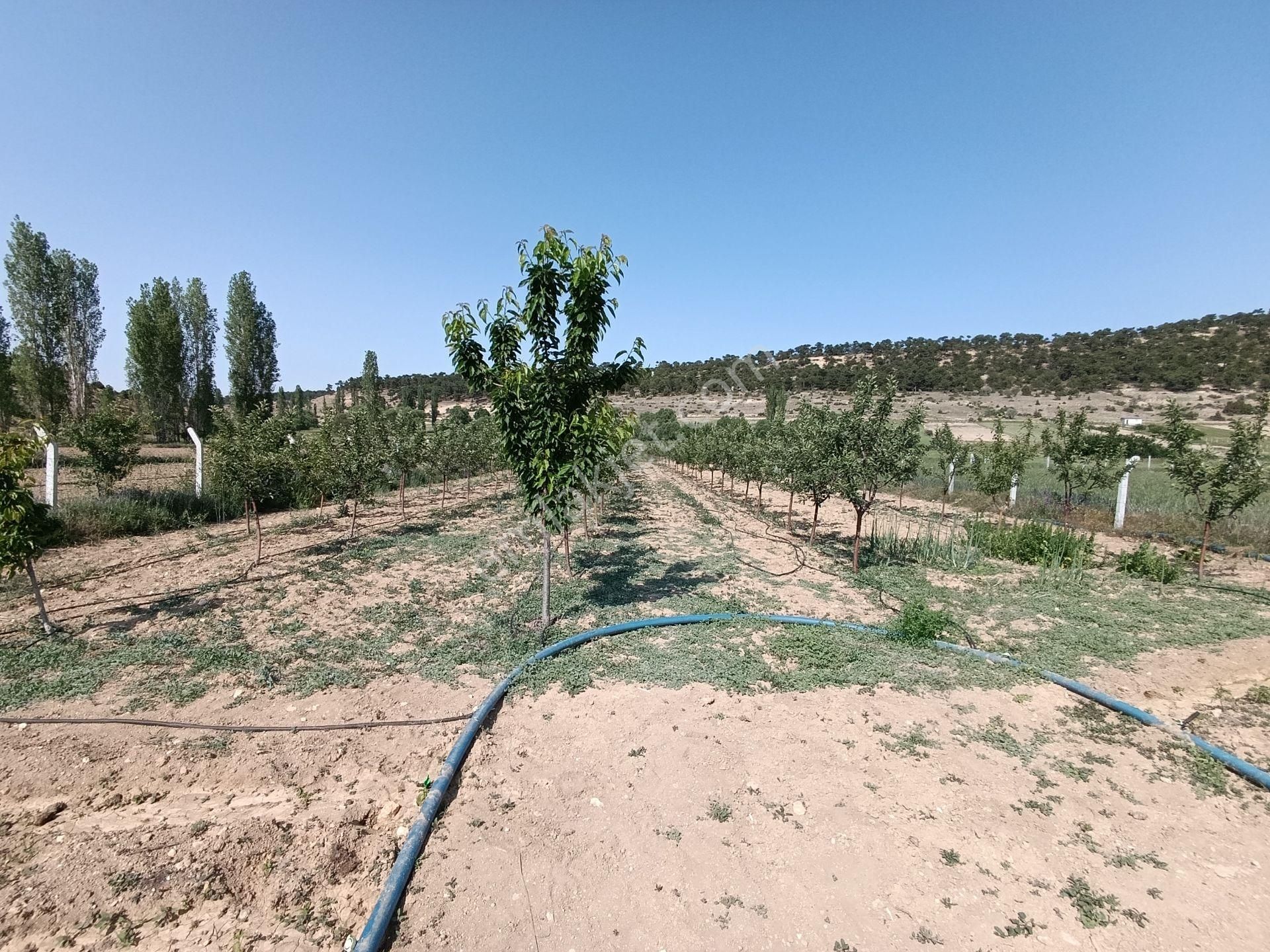 Satılık 3000.metre Kare Elma Bahçesi Elektirik Su Yolu Mevcut Tek Katlı Villa Tipi İçinde Ev Var - Görsel 13