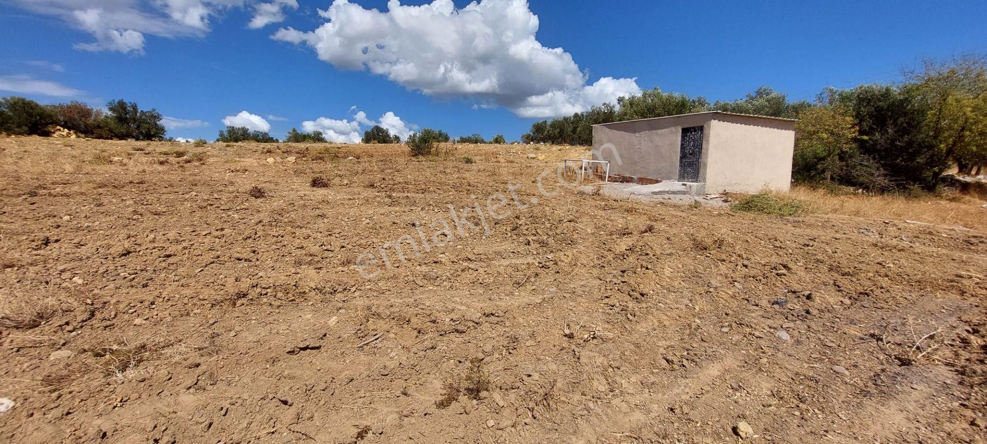 Bergama Zeytindağ Satılık Tarla  AFACAN dan Zeytindağ da İmara Yakın Satılık Kıymetli Arazi