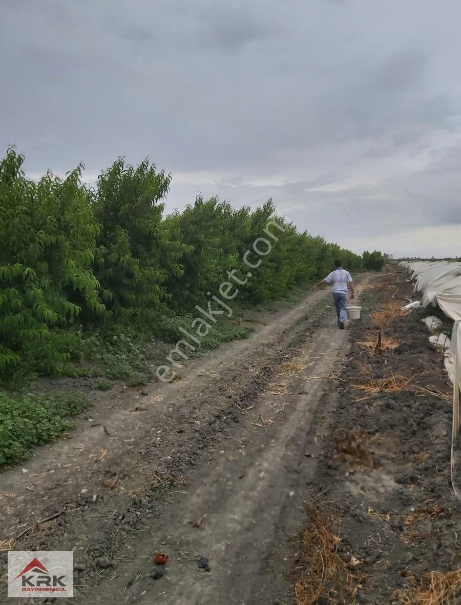 Tarsus Köselerli Satılık Bağ & Bahçe KRK'DAN TARSUS KÖSELERLİ'DE SATILIK ERKENCİ ŞEFTALİ BAHÇESİ